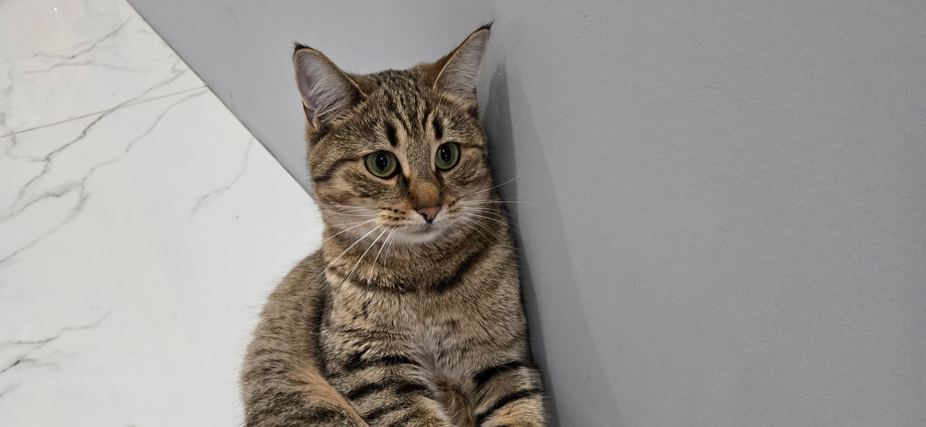 Фото питомца: кошка Милка задумалась о вечном