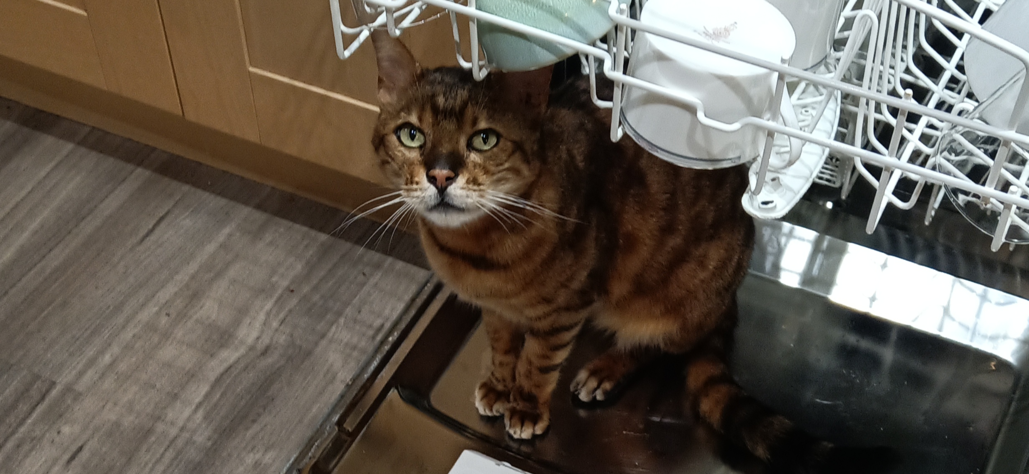 Фото питомца: кот Миша наслаждается жизнью в Англии