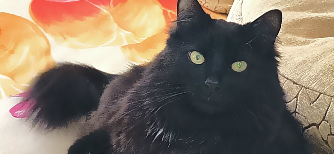 Фото питомца: кот Мишка отдыхает