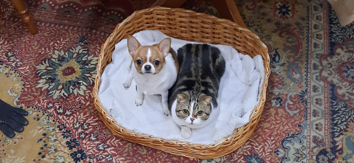 Фото питомцев: кошка Монечка и собака Сонечка демонстрируют настоящую дружбу