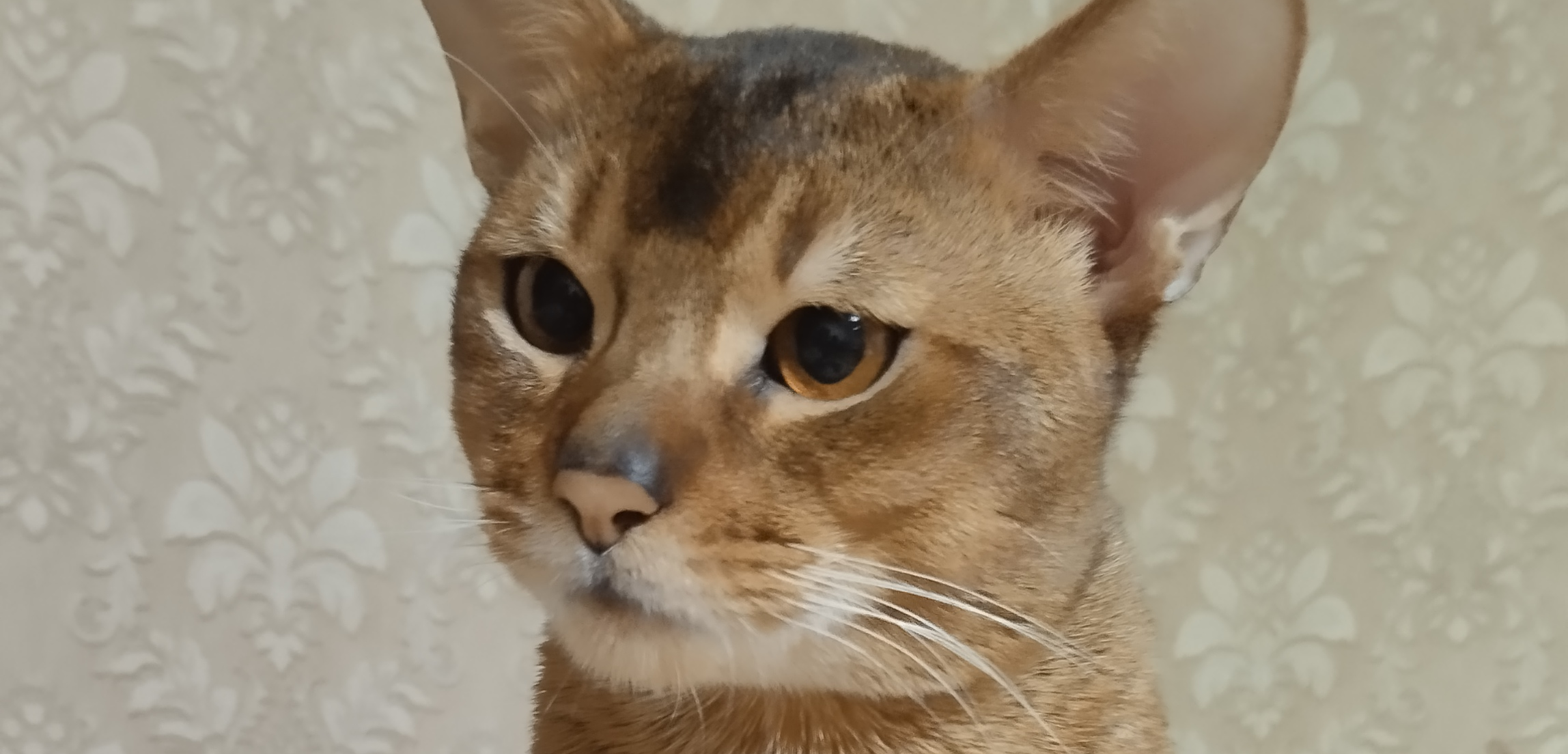 Фото питомца: кот Моня позирует