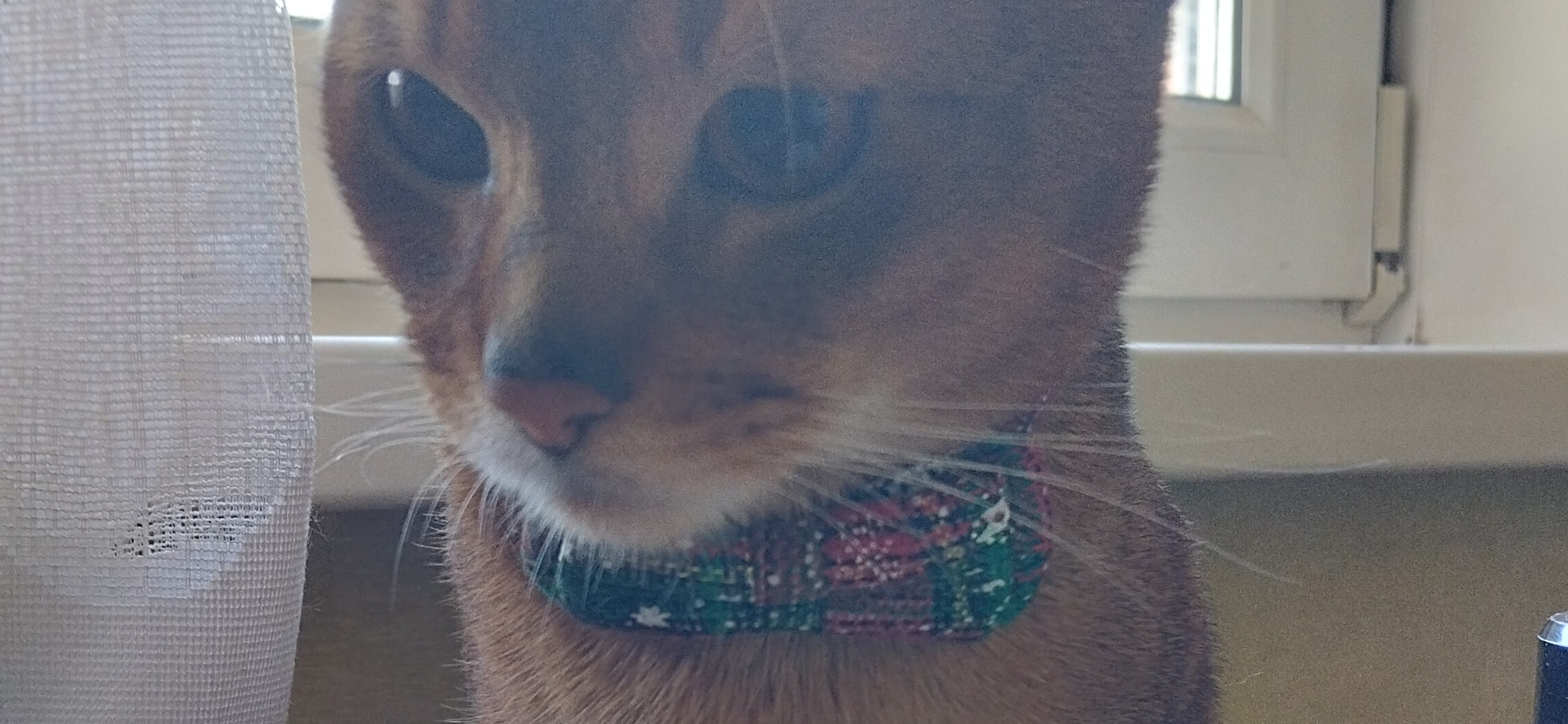 Фото питомца: кот Моня сидит на столе