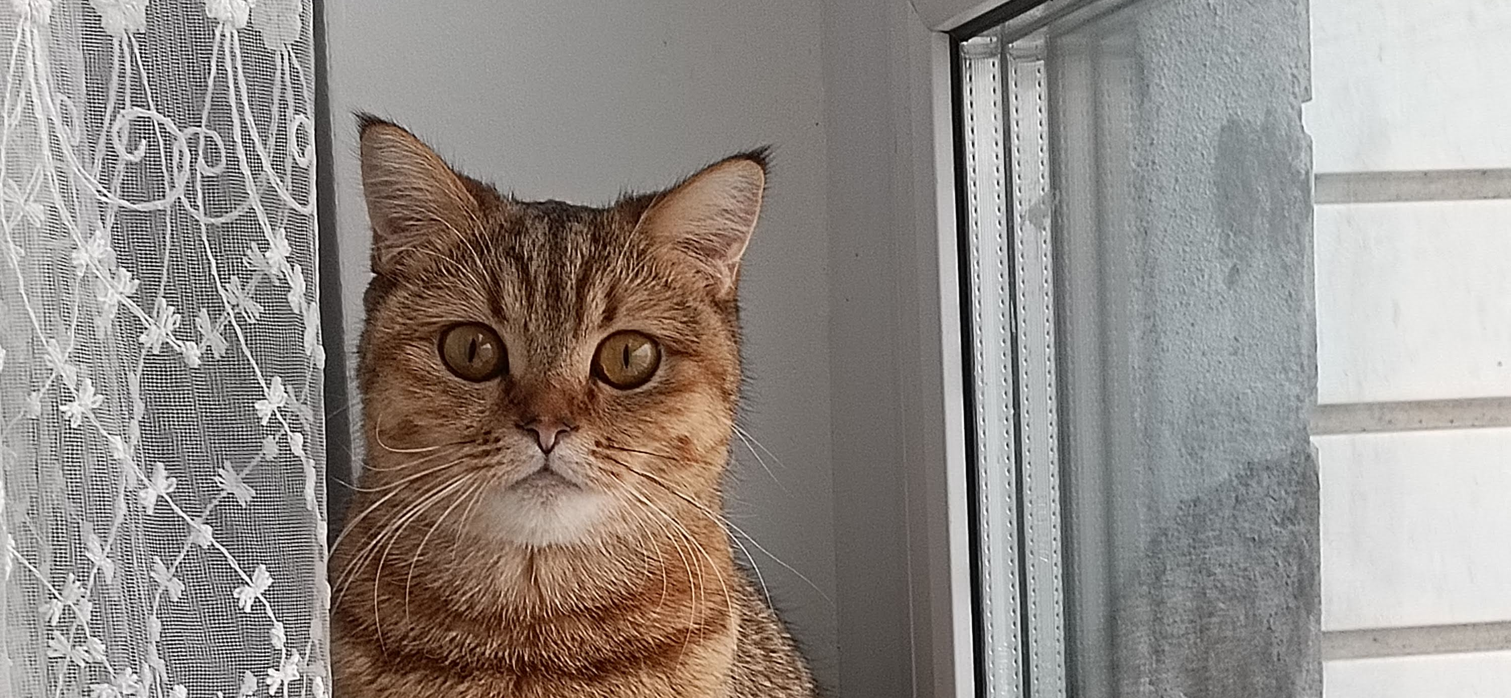 Фото питомца: кошка Моника сидит на подоконнике