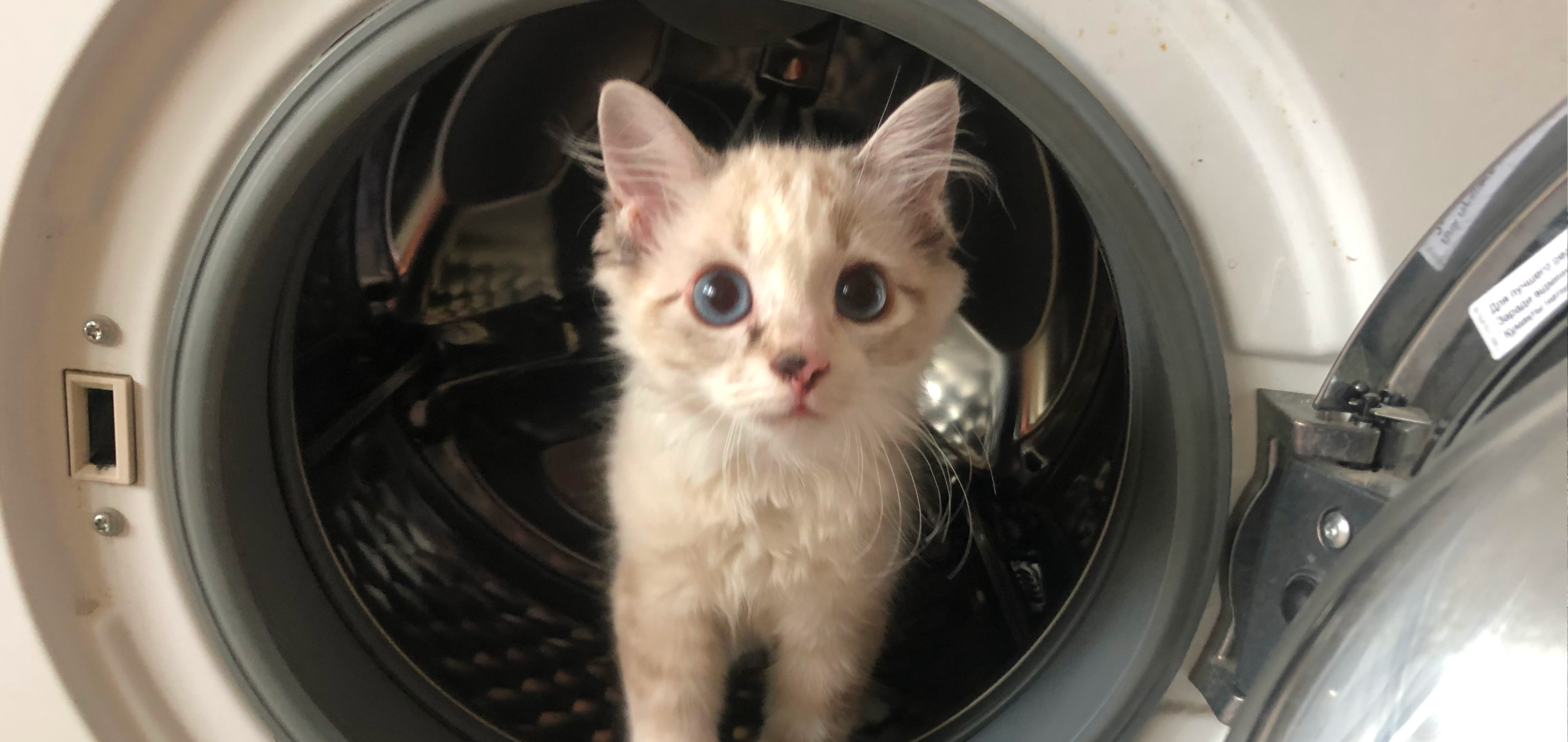 Фото питомца: кошка Мотя залезла в стиральную машинку