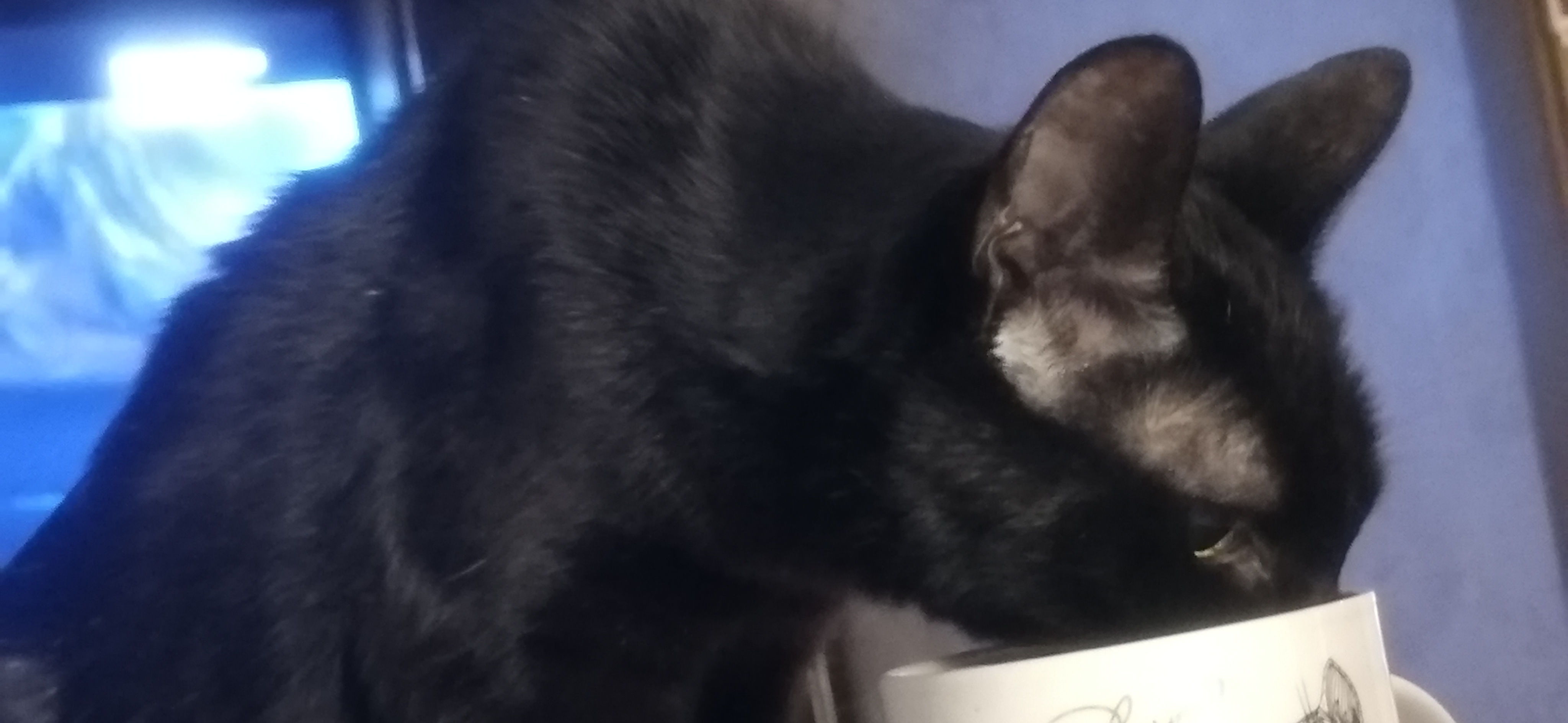 Фото питомца: кошка Мотя занимается домашними делами