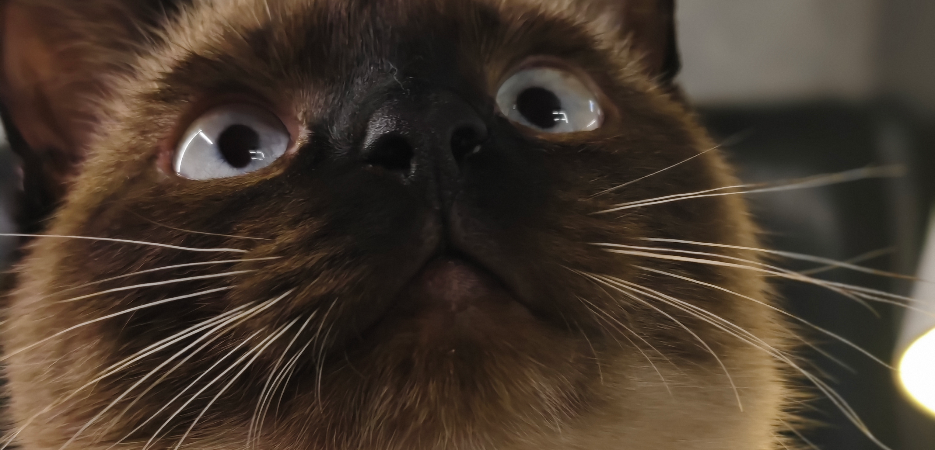 Фото питомца: кошка Муха созерцает