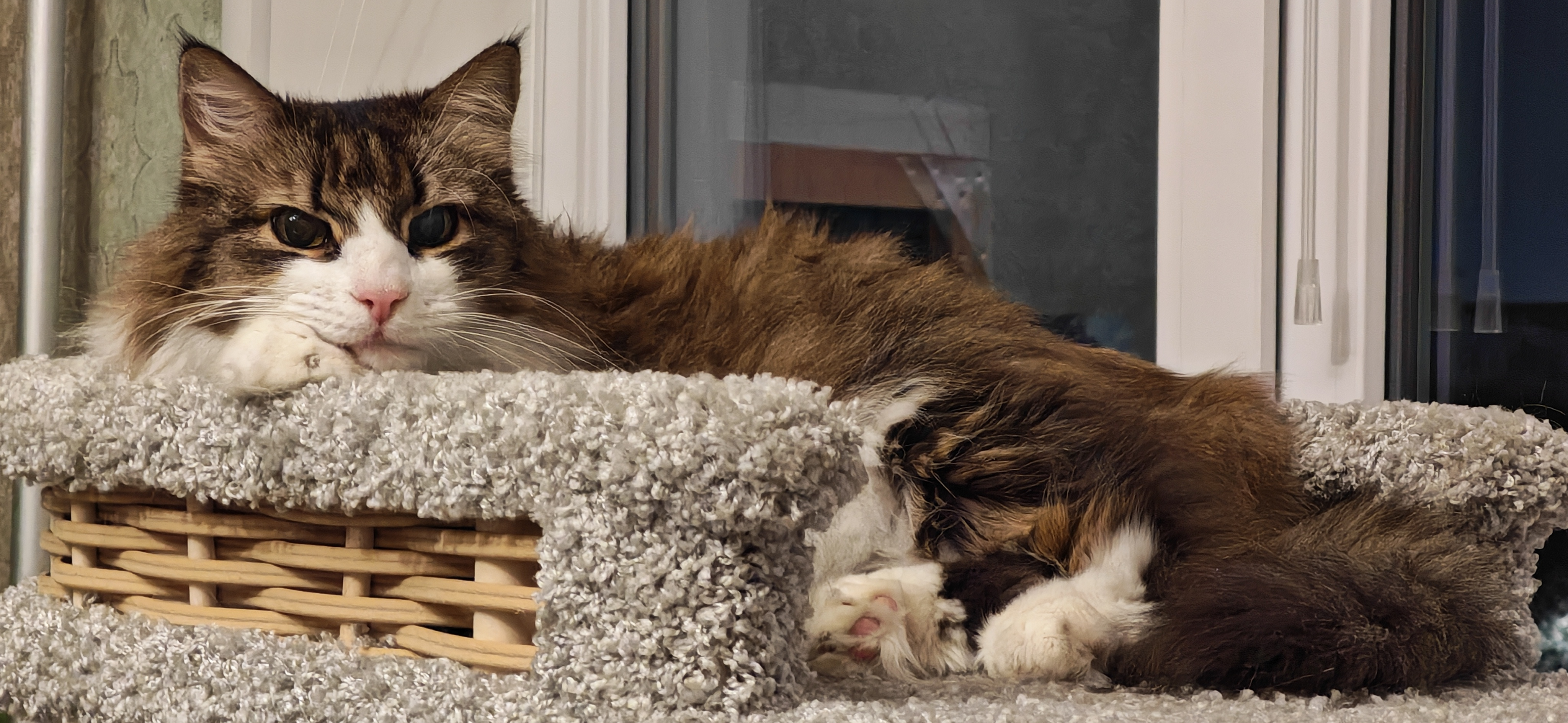 Фото питомца: кот Мурчик лежит на любимом игровом комплексе