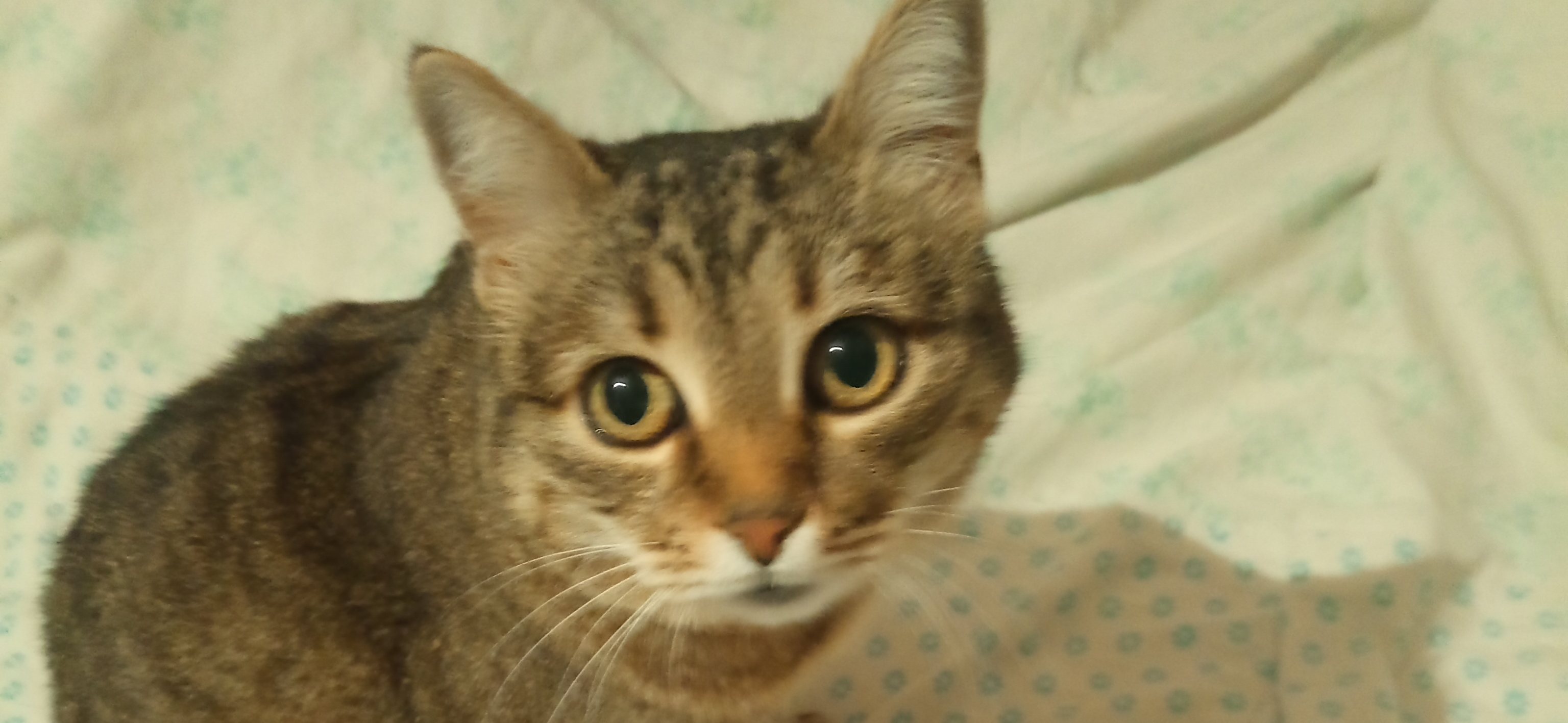 Фото питомца: кошка Мурка в ожидании новогоднего чуда