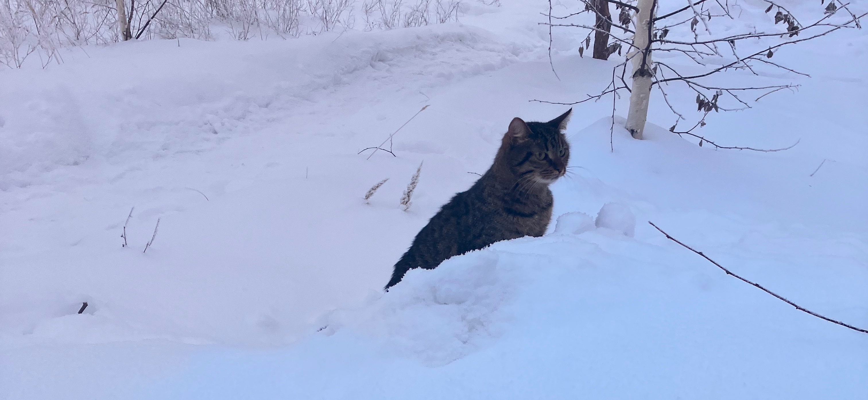 Фото питомца: кот Мурзик играет в прятки