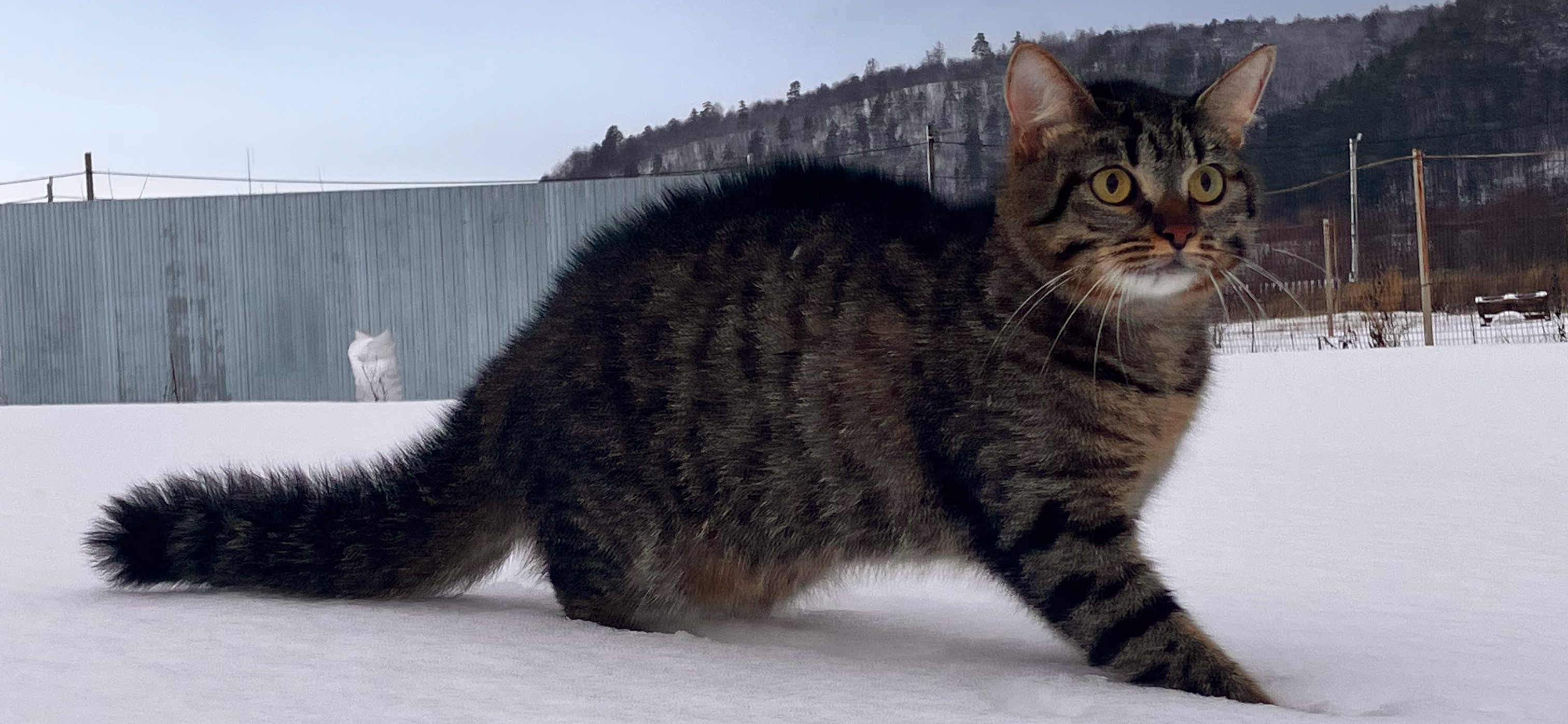 Фото питомца: кот Мурзик исследует первый снег