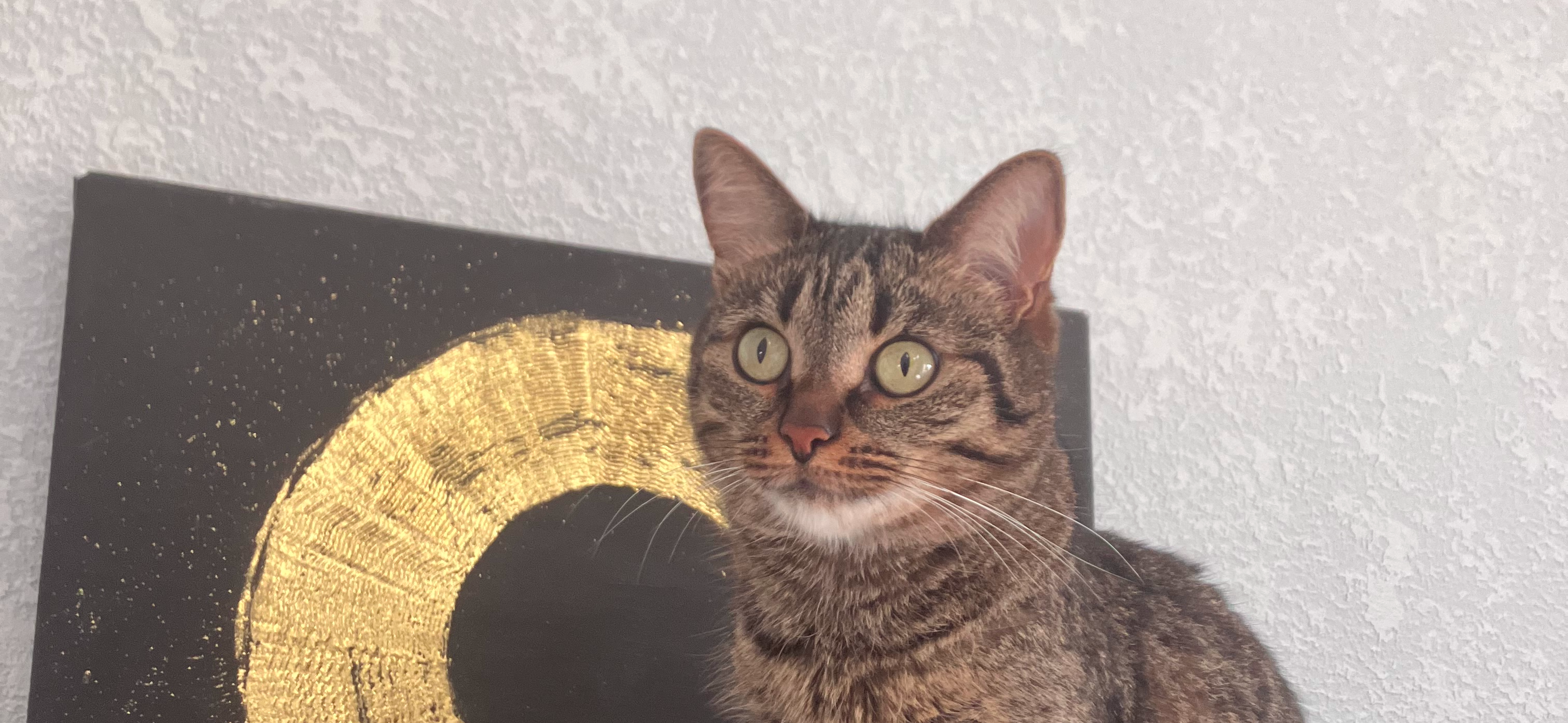 Фото питомца: кот Мурзик пытается контролировать ситуацию