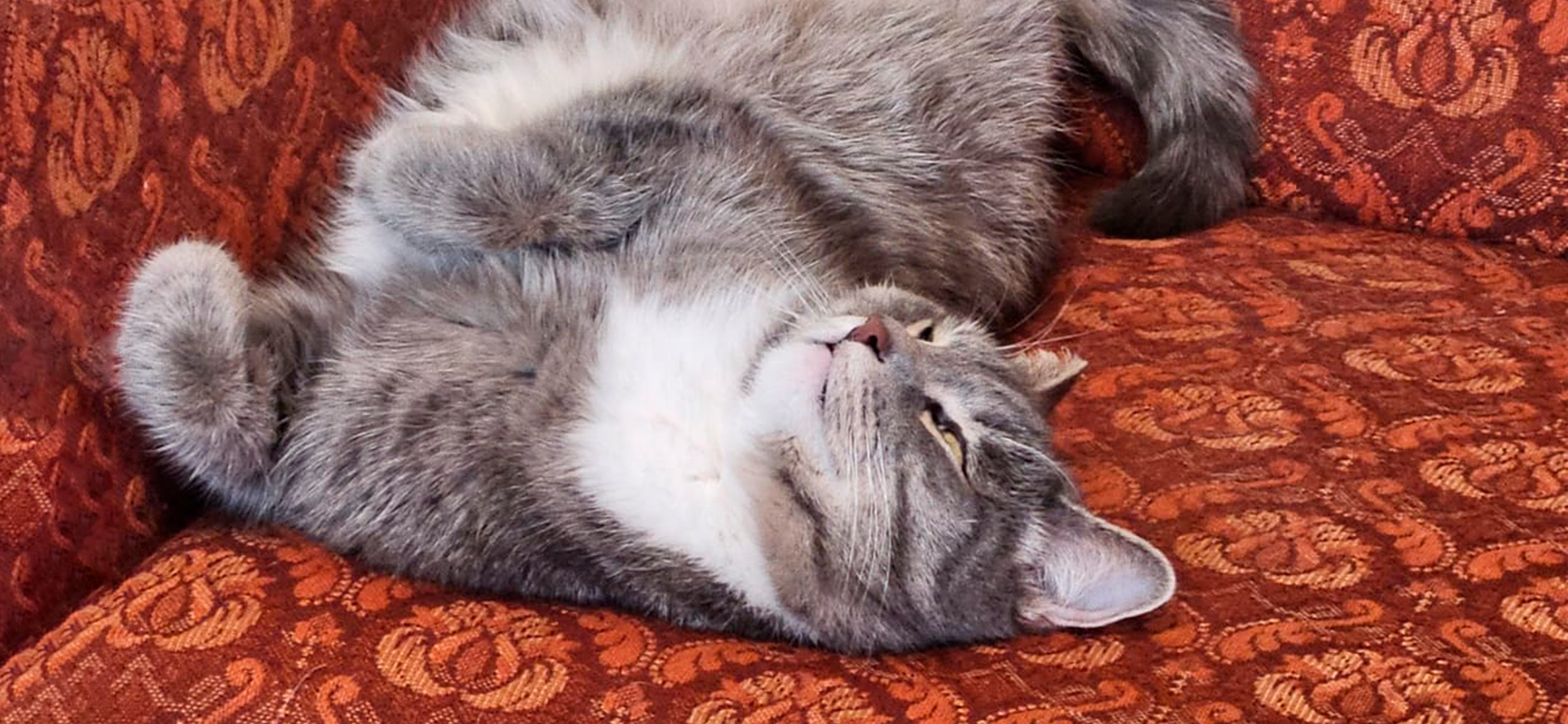 Фото питомца: кот Мурзик крепко спит после ночной смены