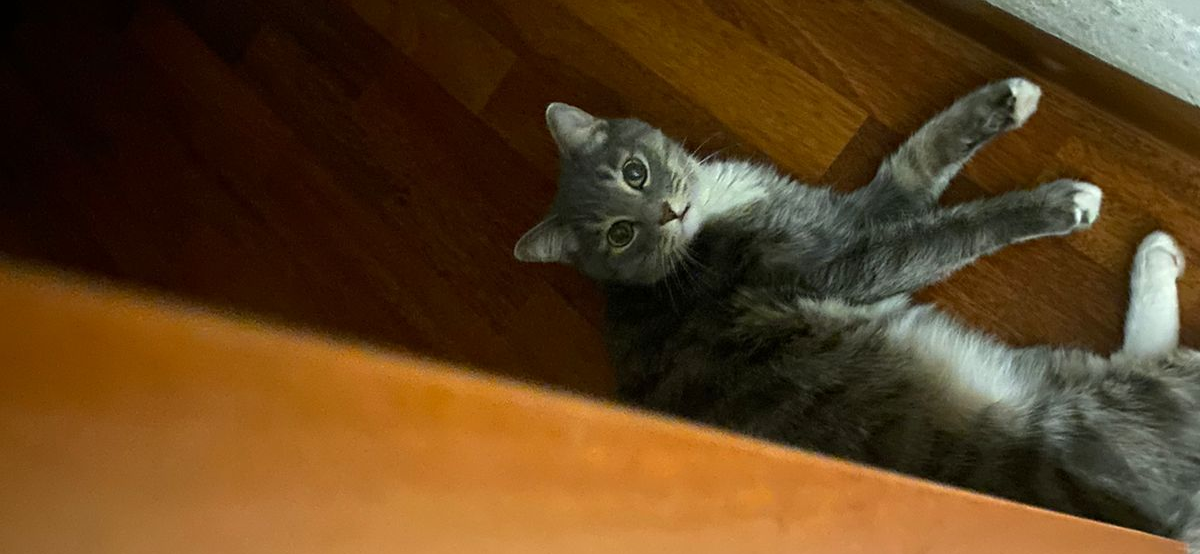 Фото питомца: кот Мурзик отдыхает после активных игр