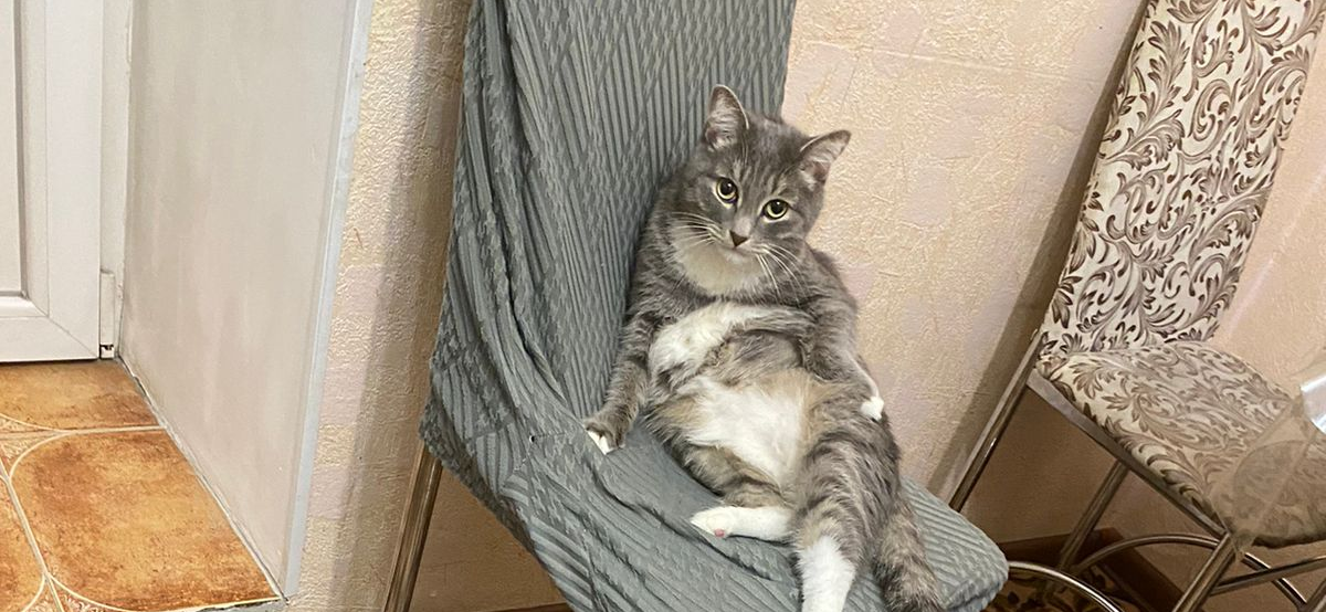 Фото питомца: кот Мурзик ждет, когда его покормят