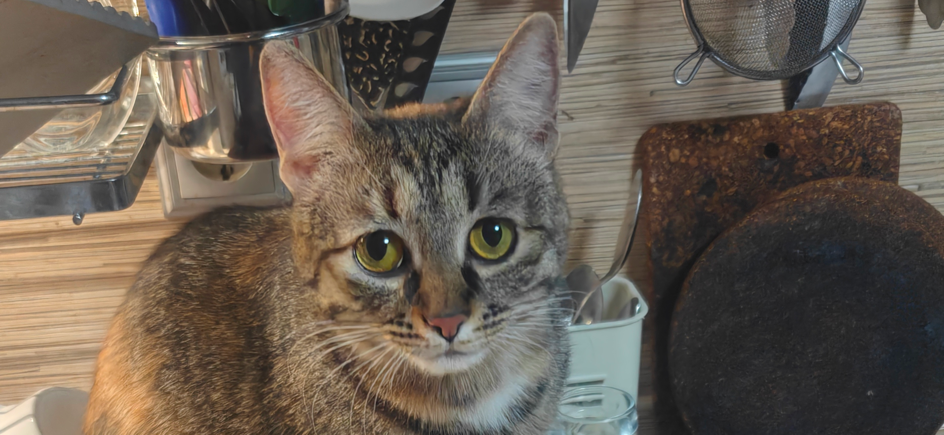 Фото питомца: кошка Мусенька отмечает свой первый день рождения