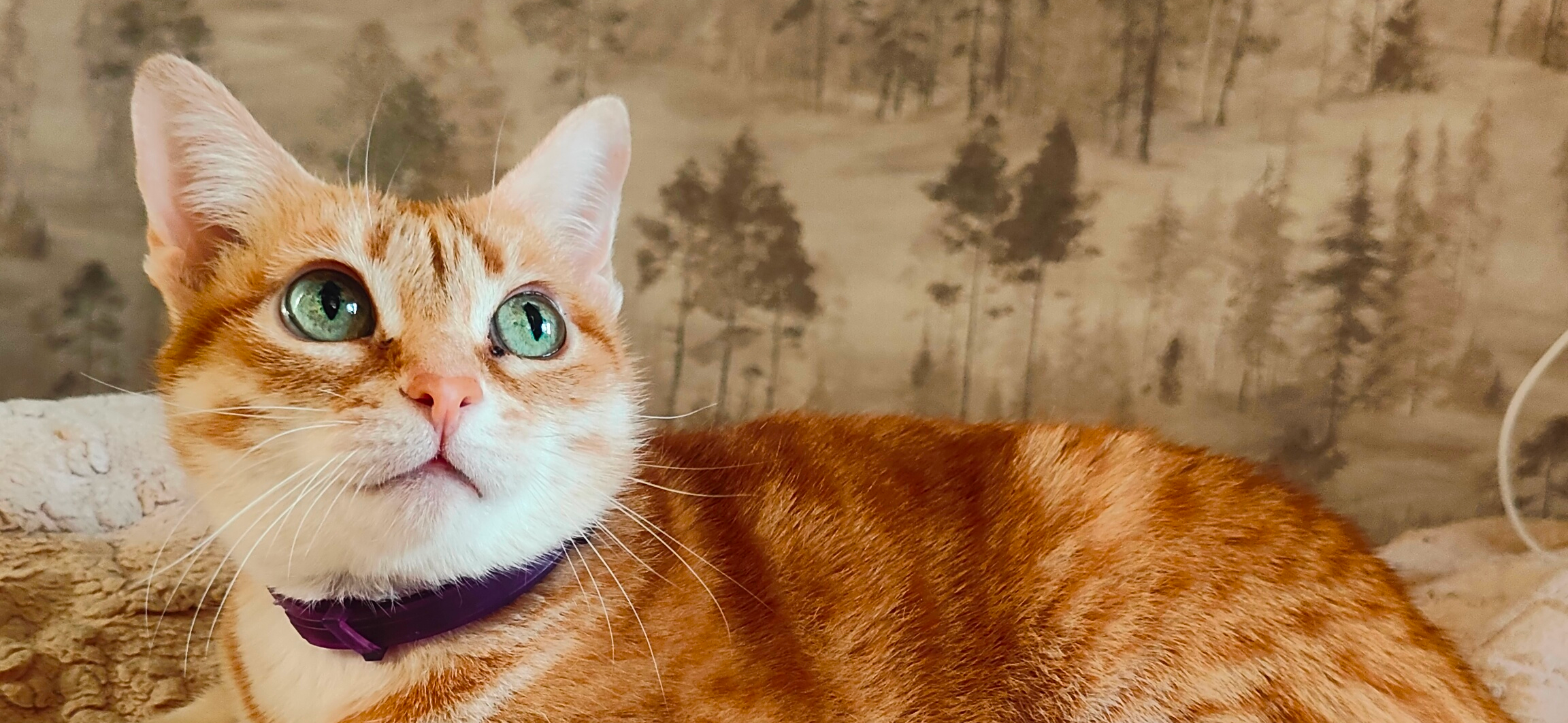 Фото питомца: кошка Муся думает, куда хозяйка уходит каждое утро