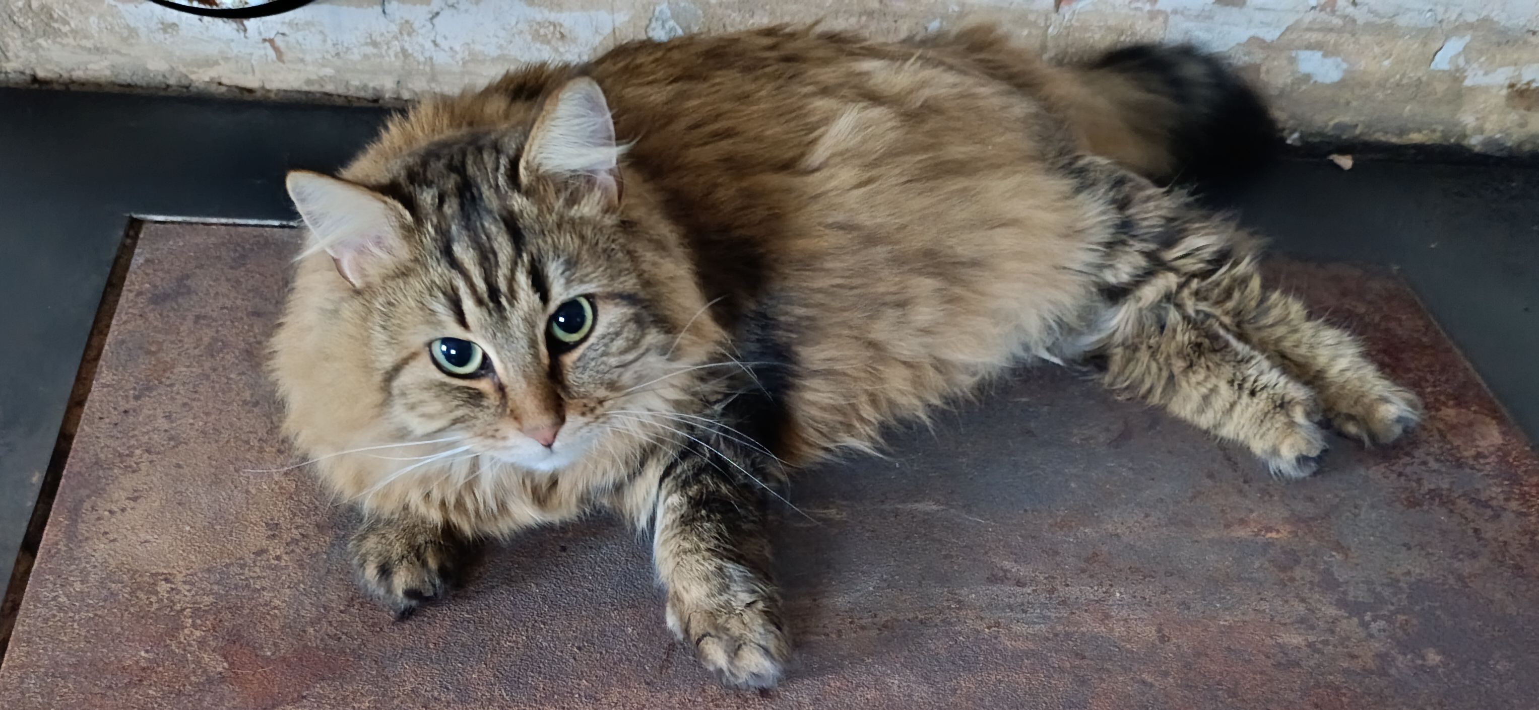 Фото питомца: кошка Муся нежится на теплой поверхности плиты