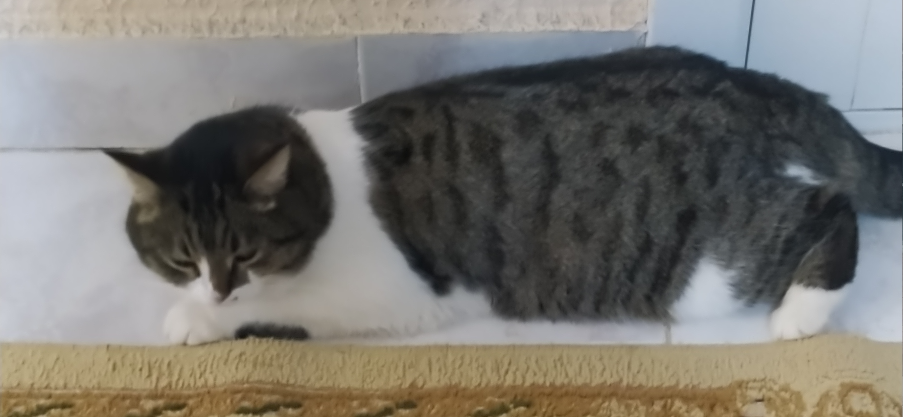 Фото питомца: кошка Муся отдыхает