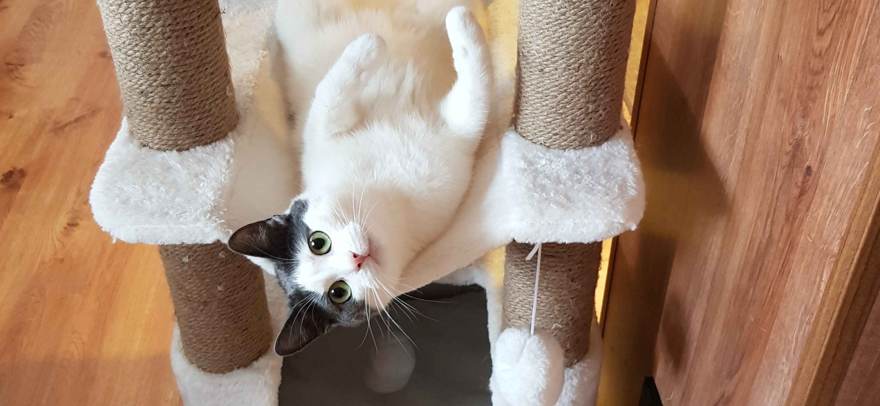 Фото питомца: кошка Муся позирует