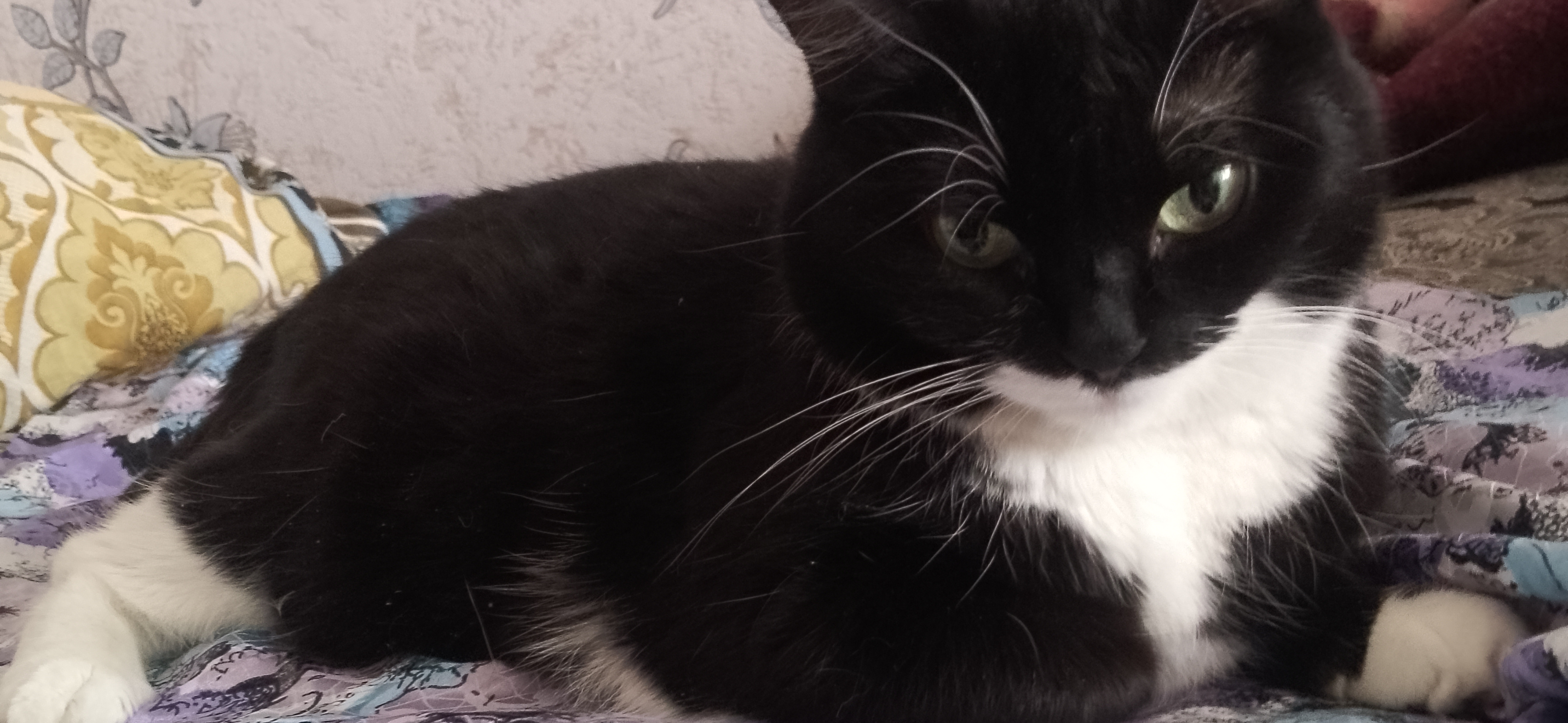 Фото питомца: кошка Муся размышляет о жизни