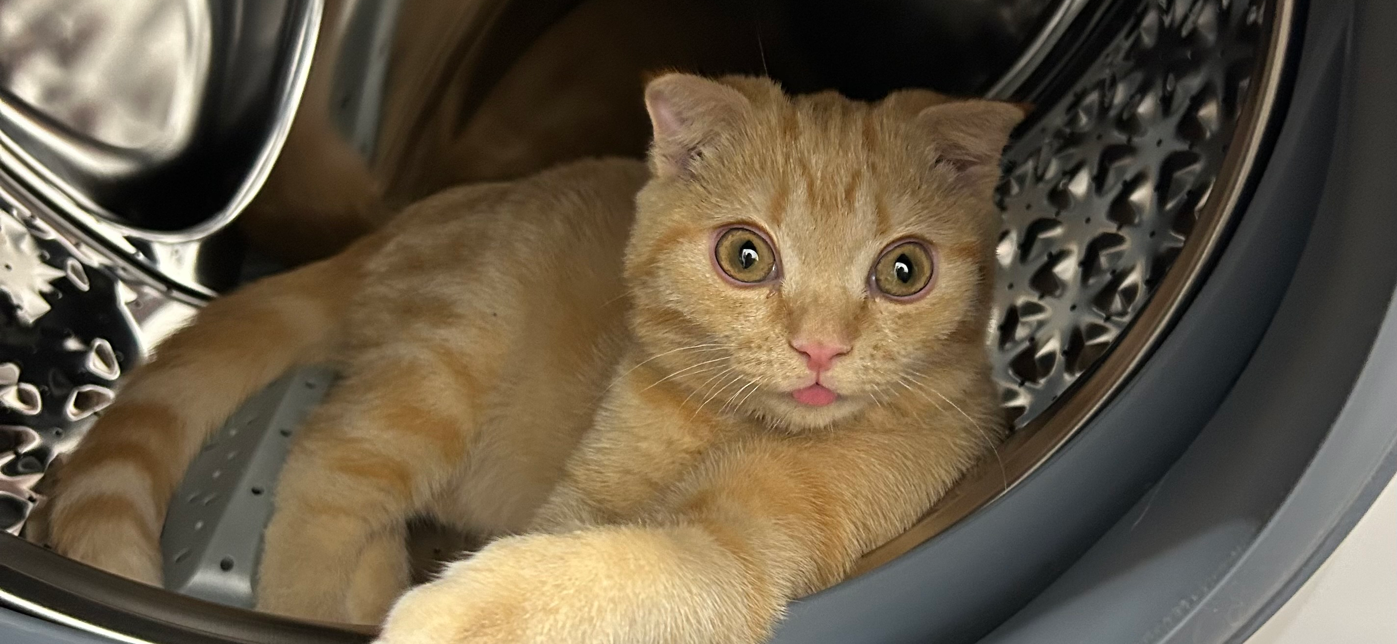 Фото питомца: кот Муся развлекается