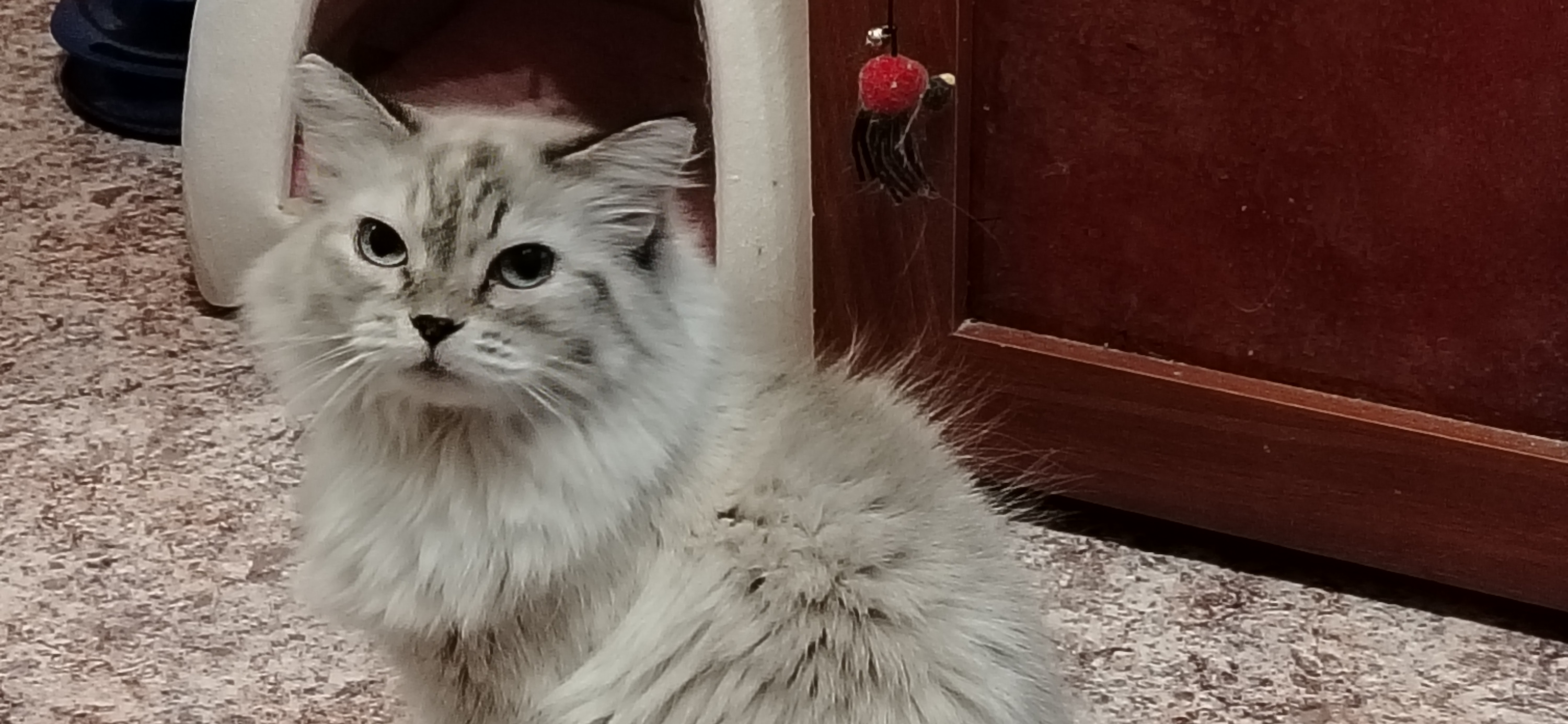 Моя жена подобрала в деревне кошку Мусю, она обросла шерстью и живет с нами