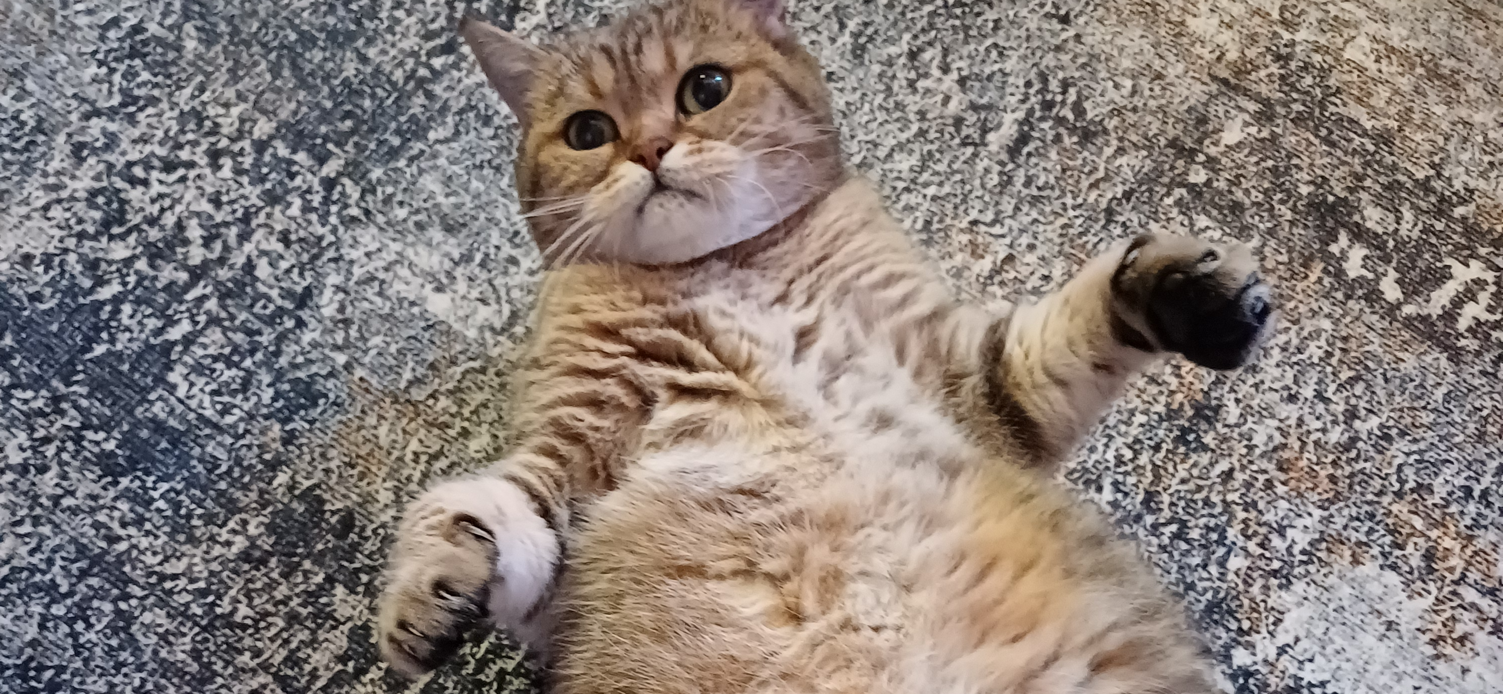 Фото питомца: кошка Мышка отдыхает