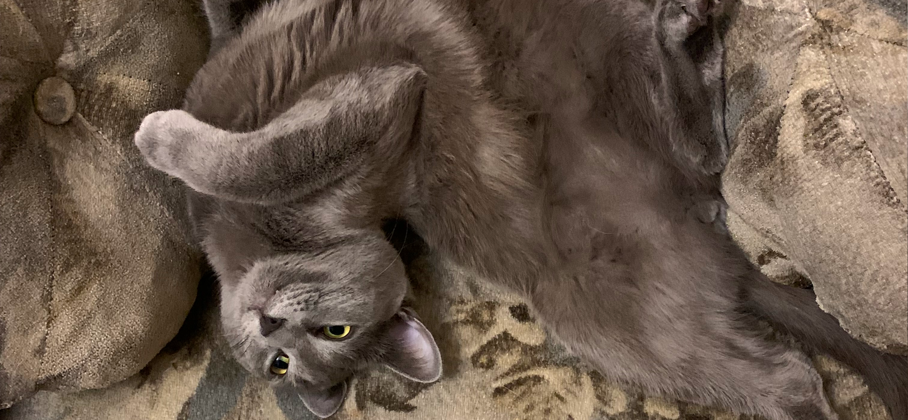 Фото питомца: кот Мышыкъ немного поломался