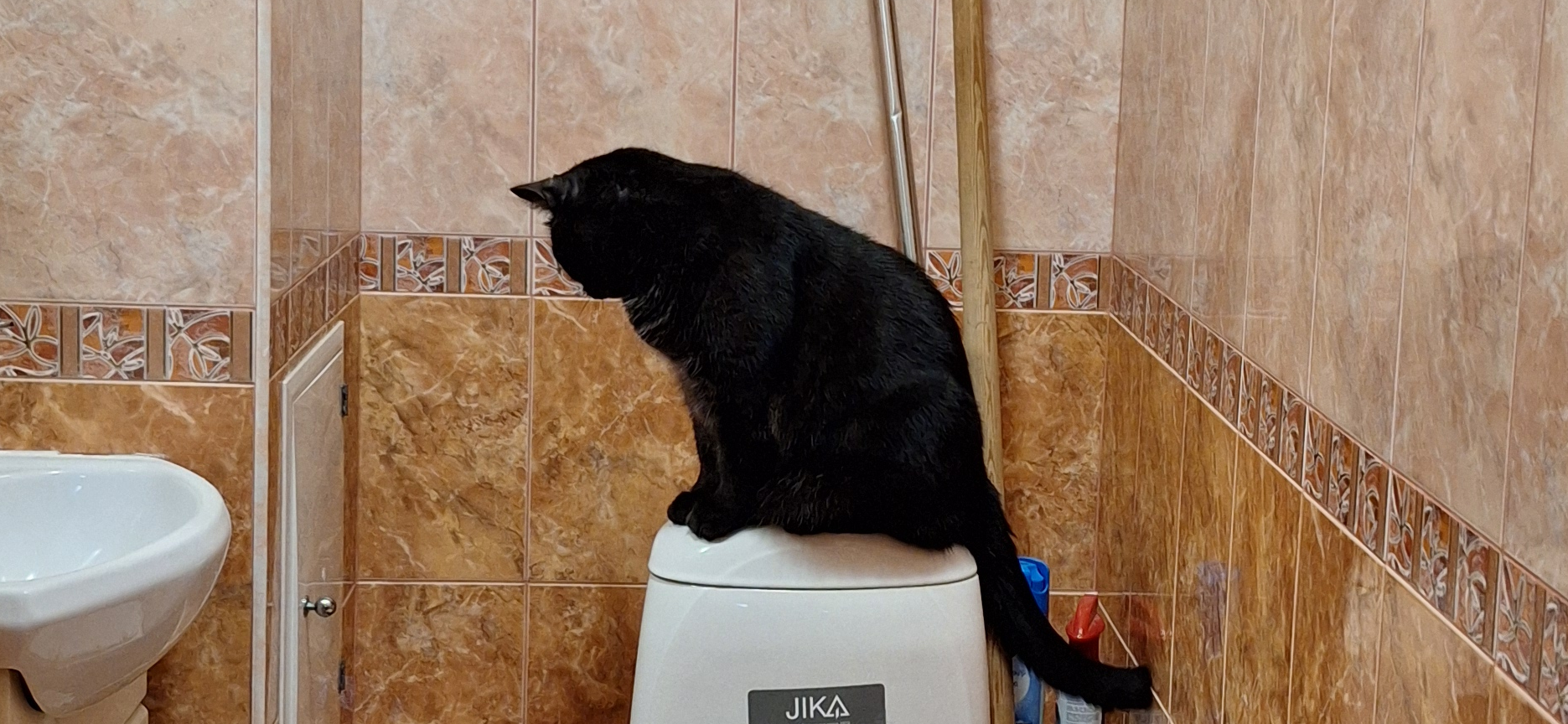 Фото питомца: кот Нафаня сидит на «постаменте»