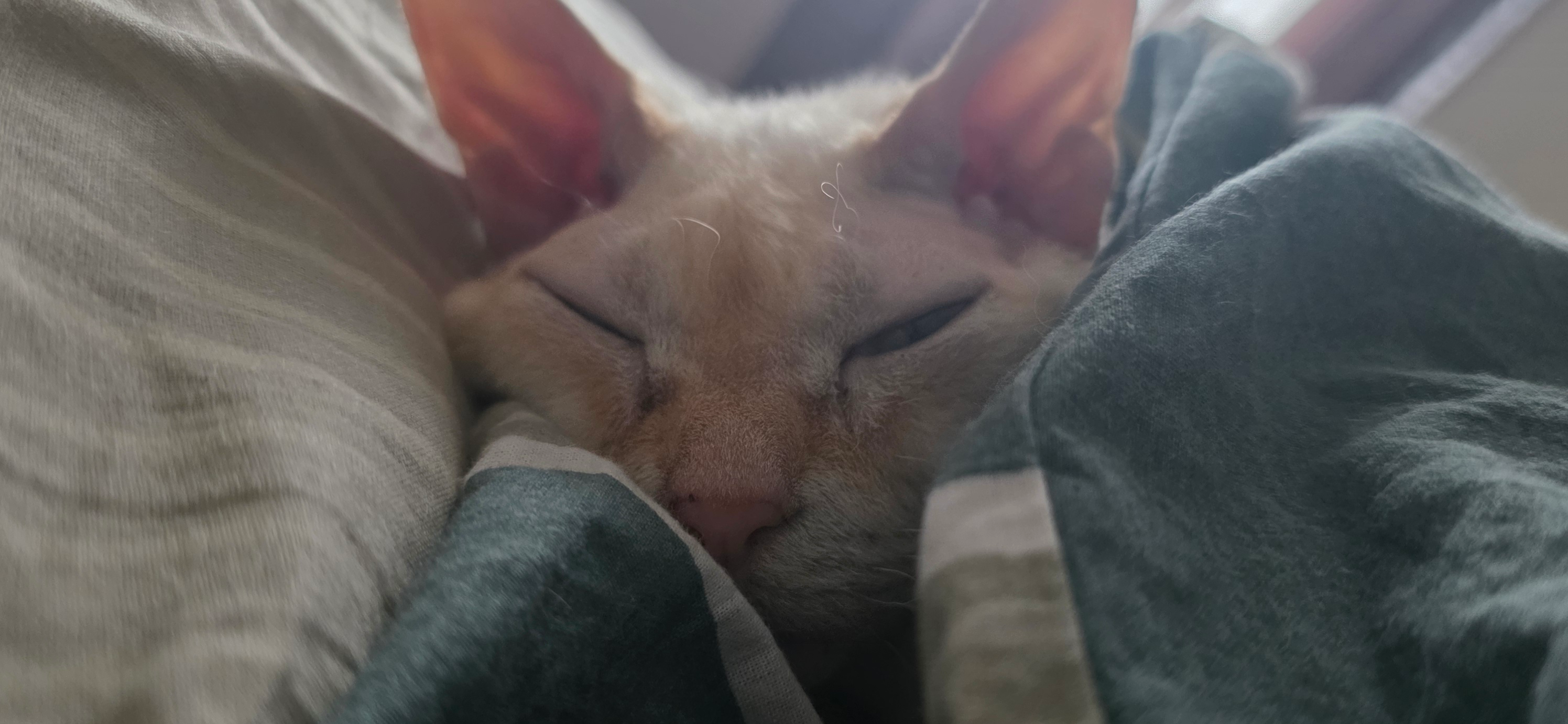 Фото питомца: кошка наслаждается утром в кровати