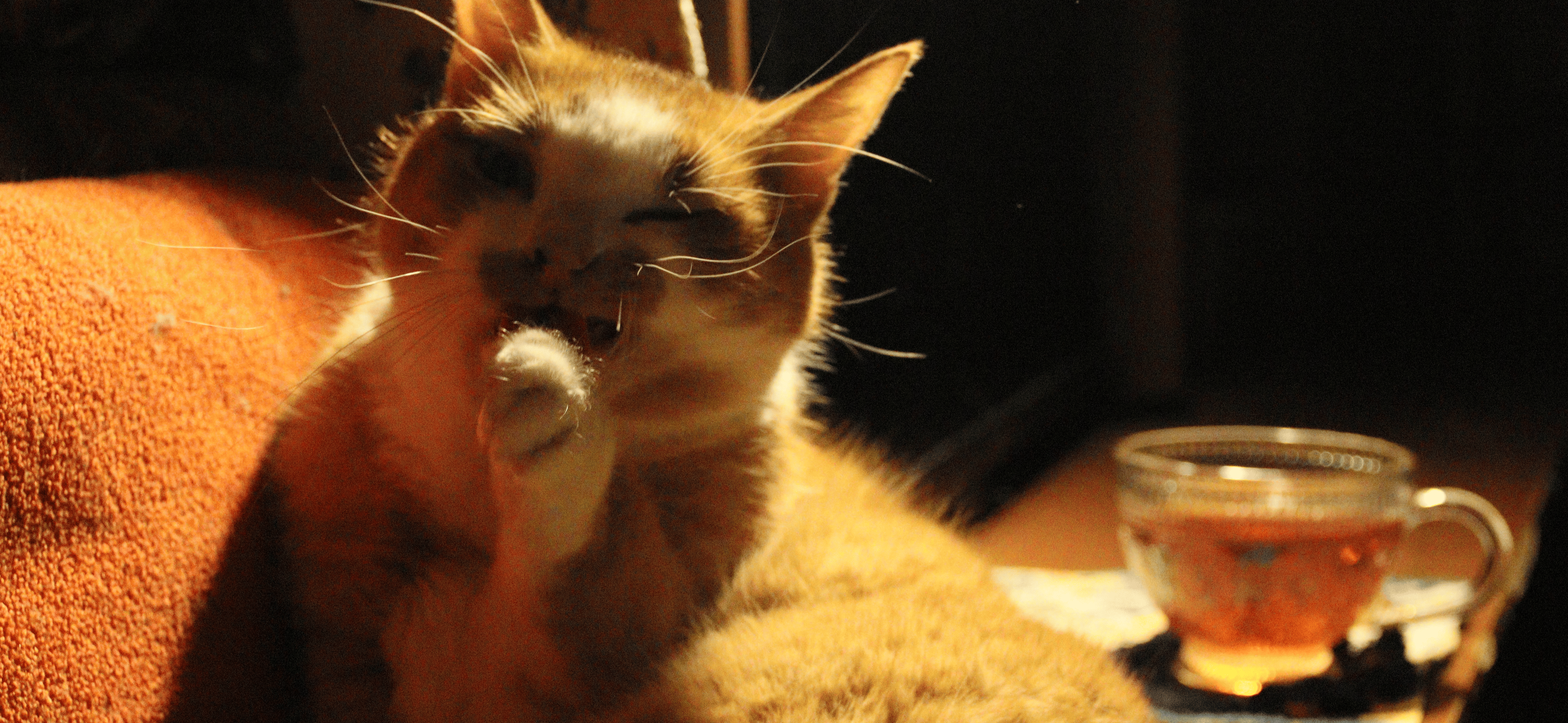 Фото питомца: кот Неко занят вечерней рутиной