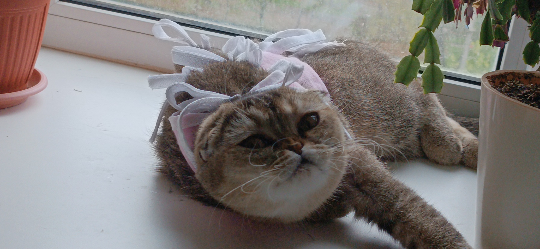 Фото питомца: кошка Няша желает доброго утра и хорошего дня