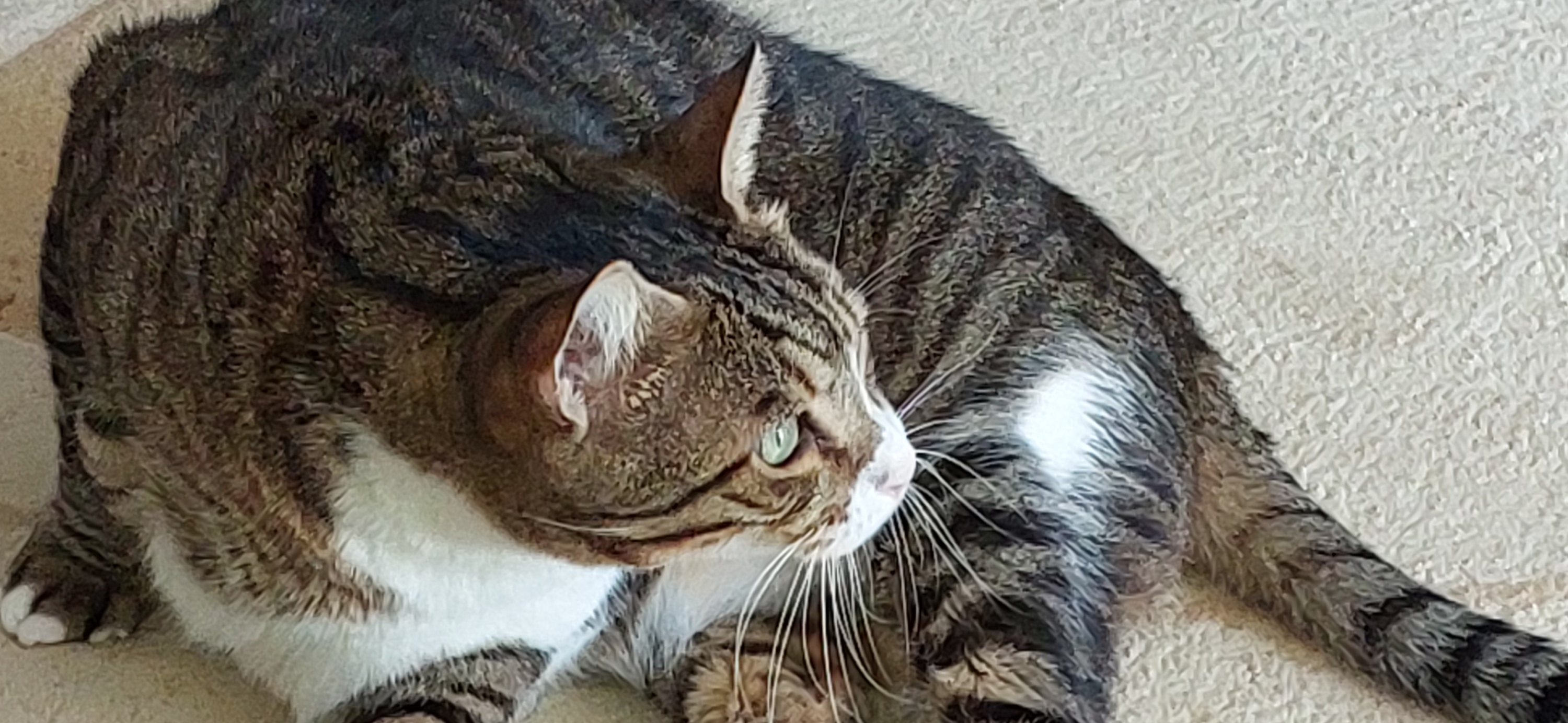 Фото питомца: кот Ники засмотрелся на птичек