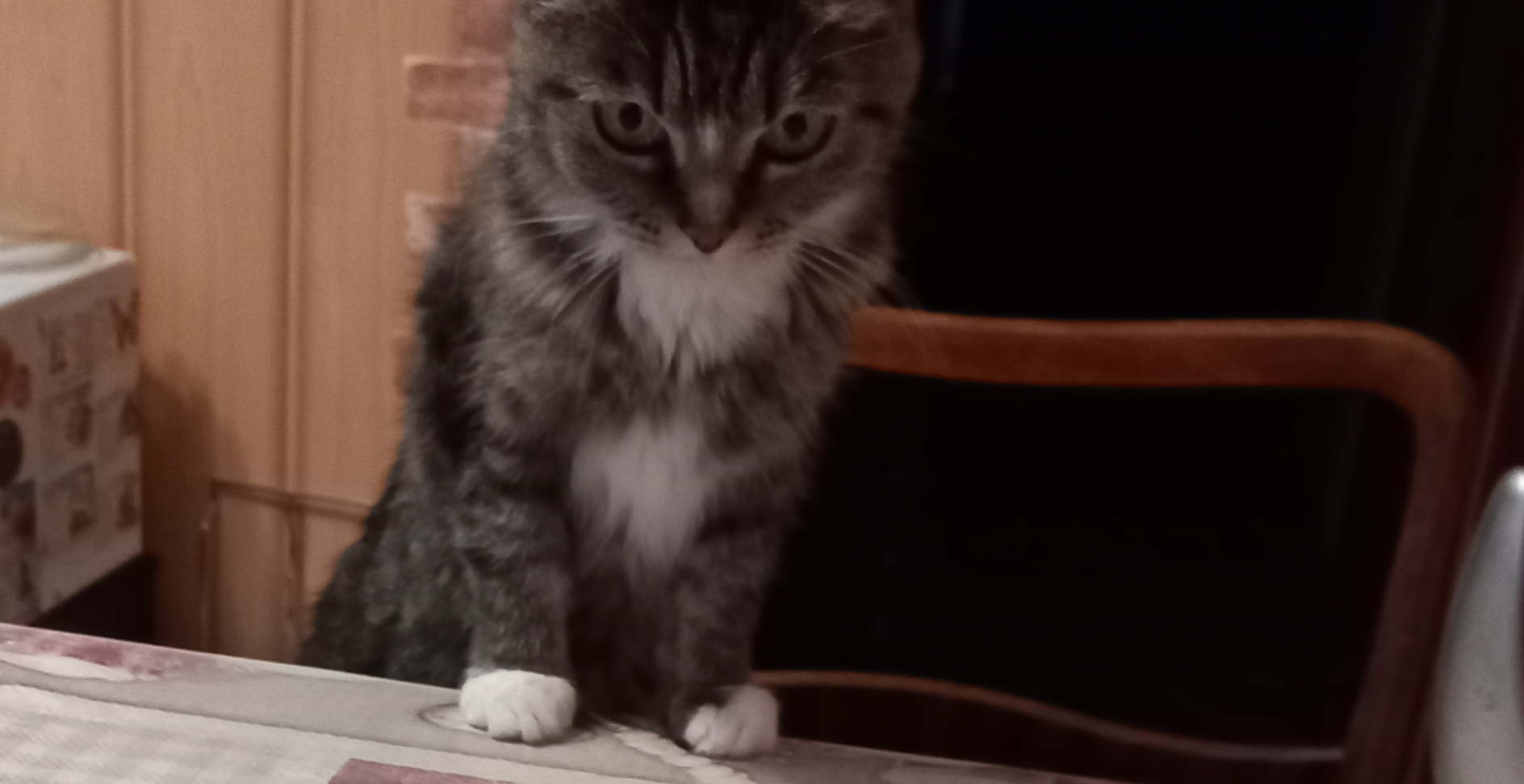 Фото питомца: кошка Нюша пытается залезть на стол