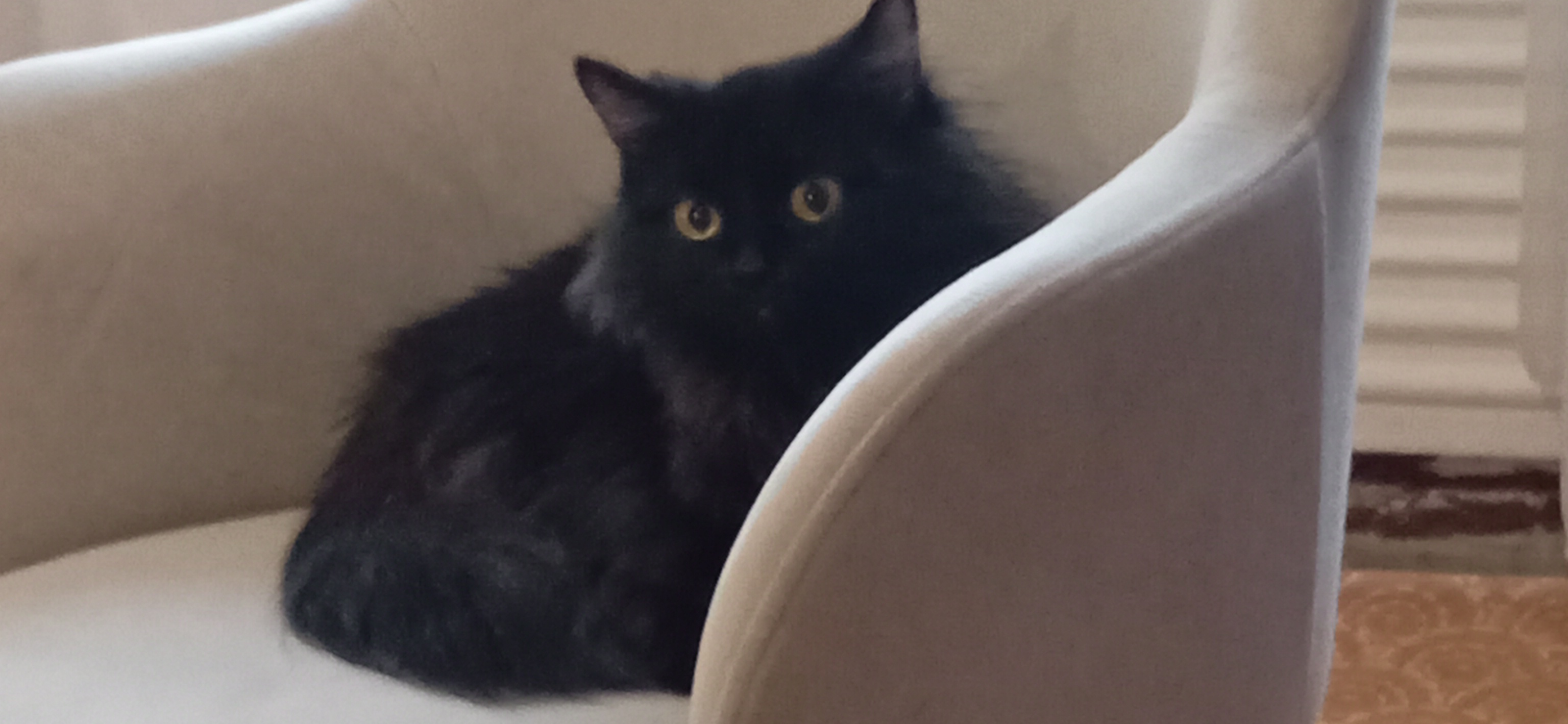 Фото питомца: кошка Ночюк лежит в кресле