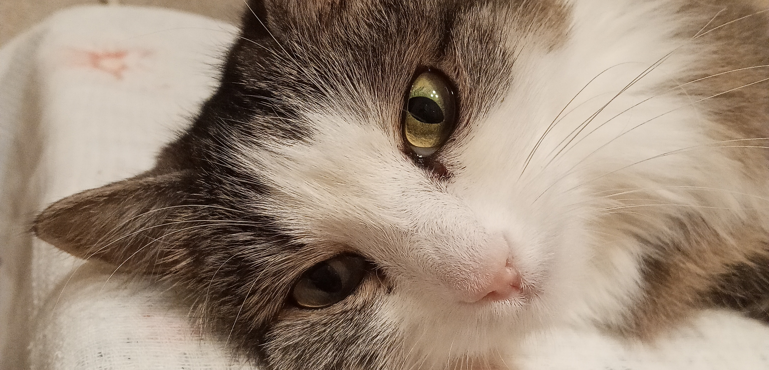 Фото питомца: кошка Офелия отдыхает на стиральной машине