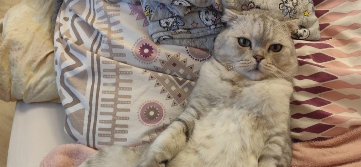 Фото питомца: кот Орион сохраняет спокойствие и рассудительность