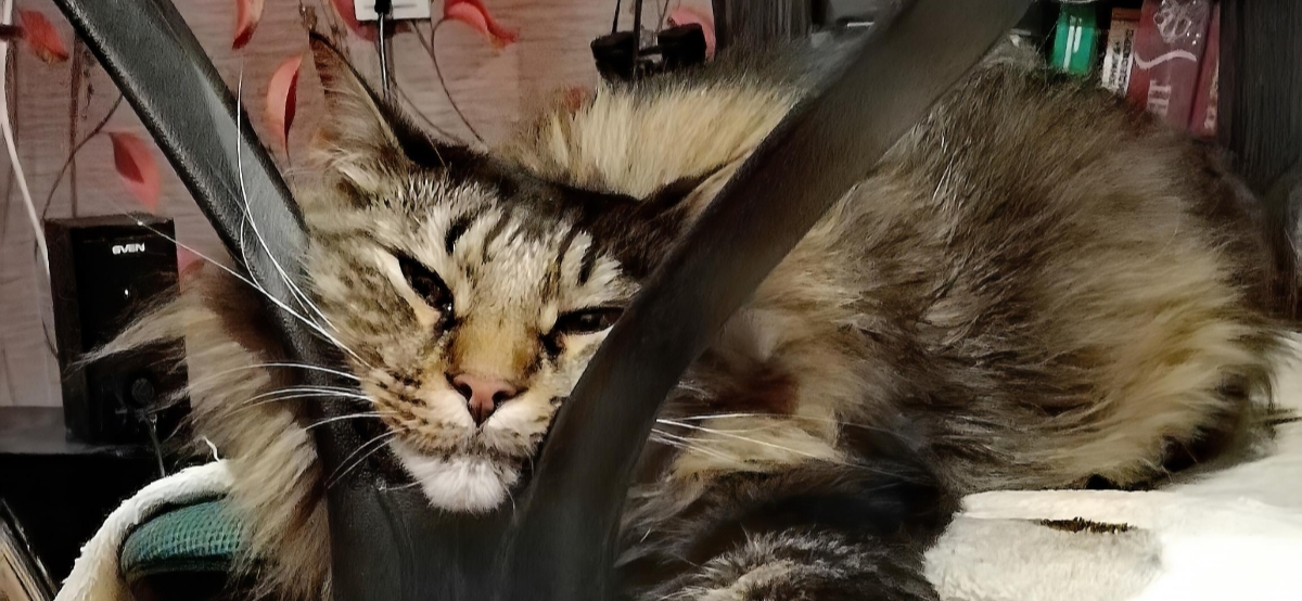 Фото питомца: кот Пасик приготовился к выходным