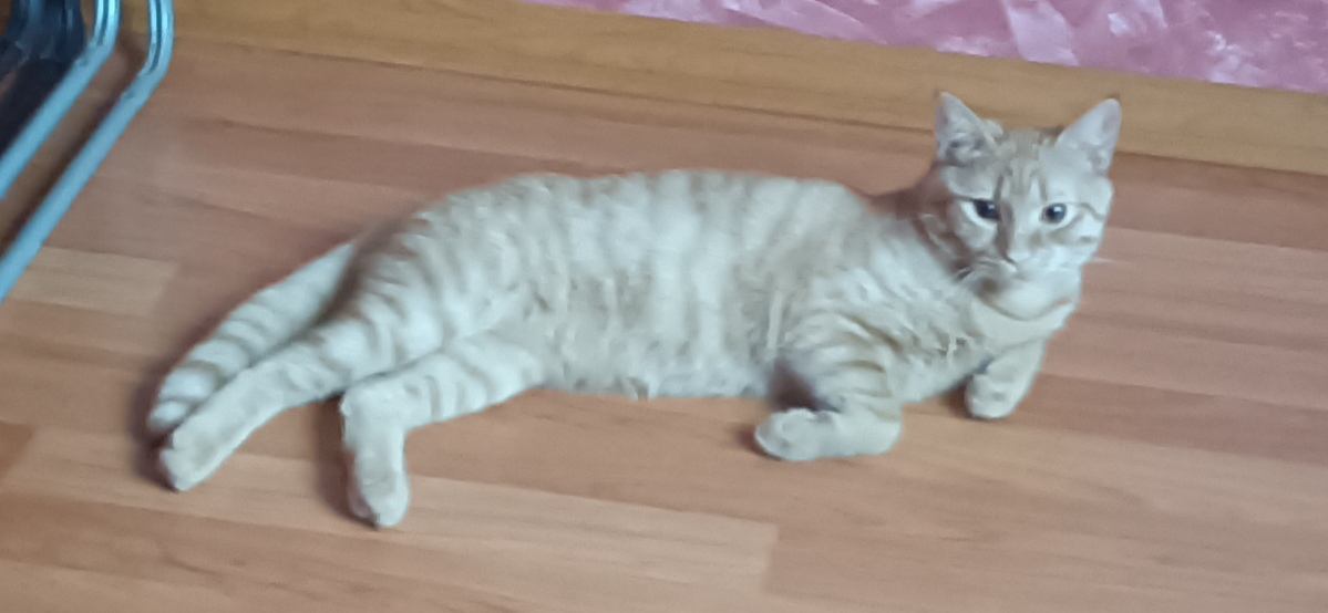 Фото питомца: кот Печенька изображает тюленя