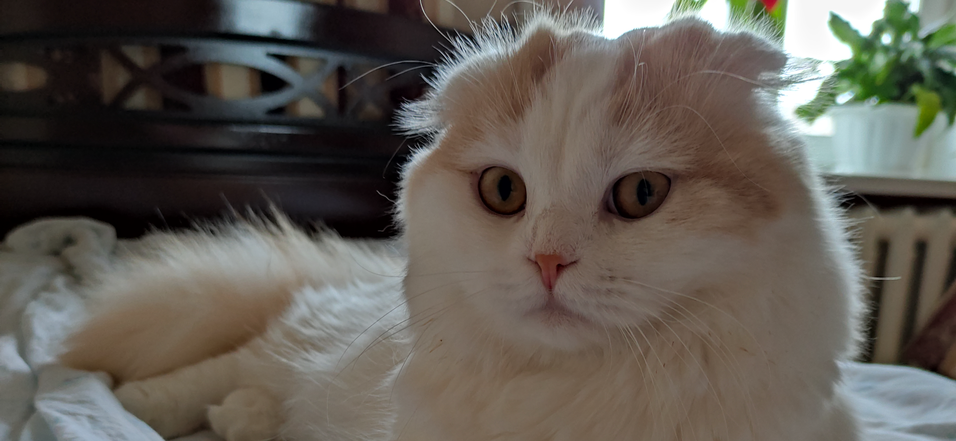 Фото питомца: кот Перс лежит на столе