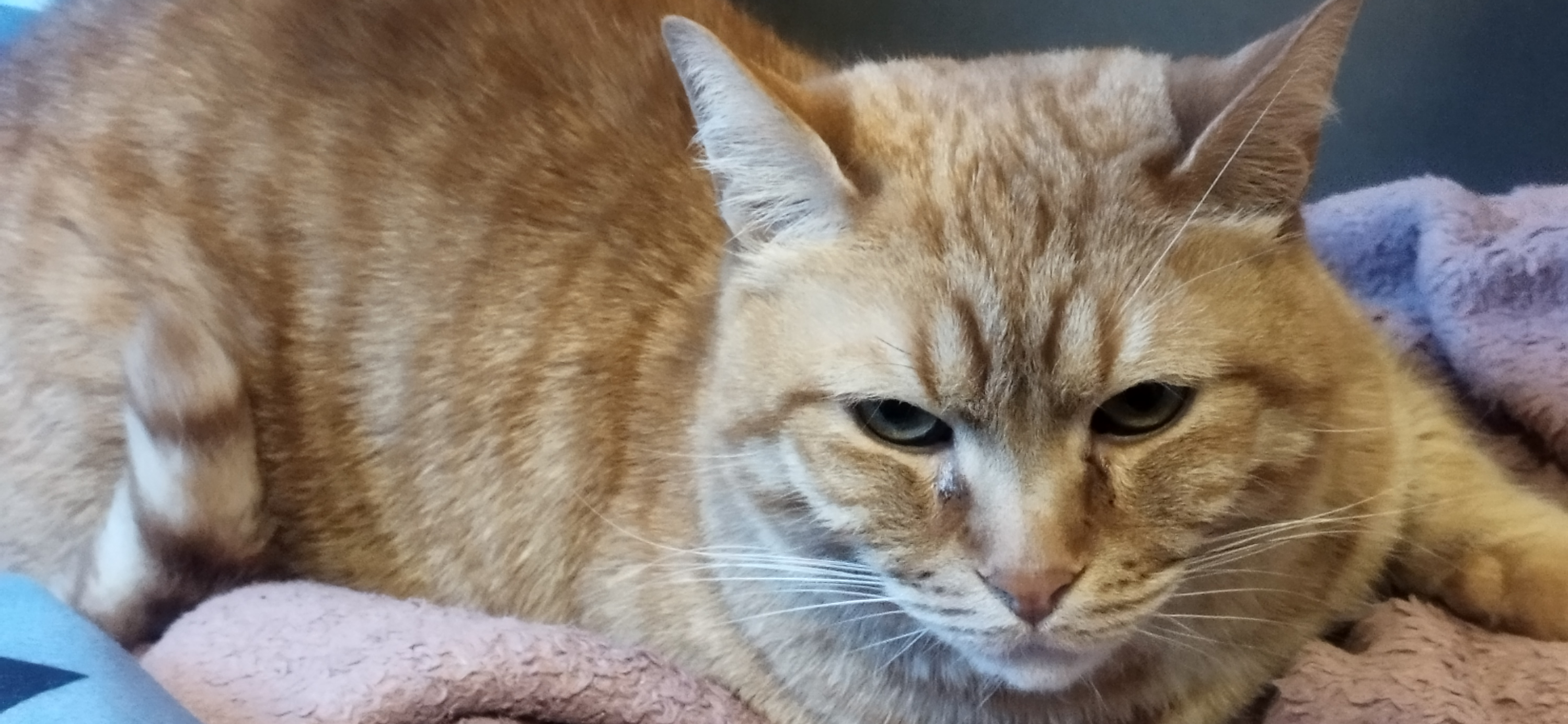 Фото питомца: кот Персей осуждающе смотрит