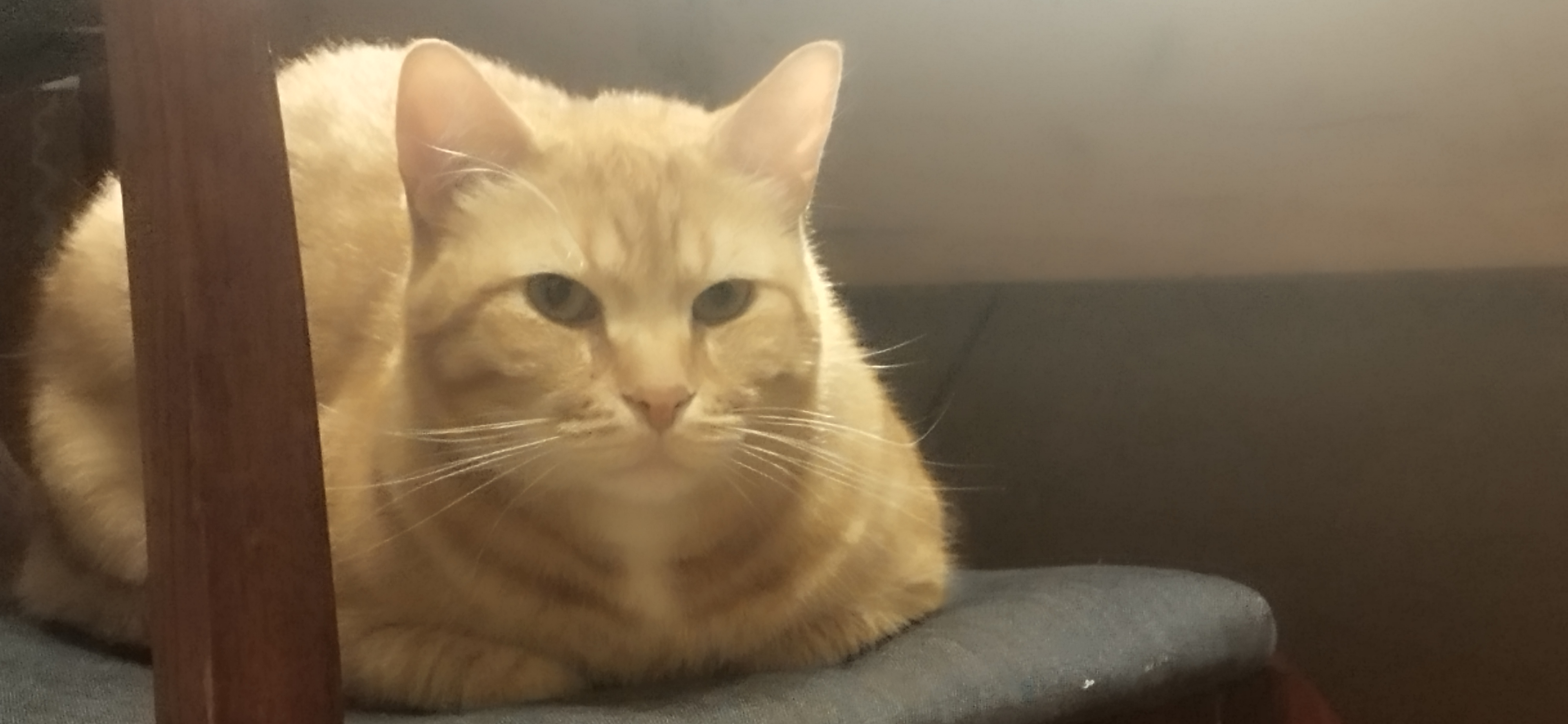 Фото питомца: кот Персей пафосно сидит на стуле