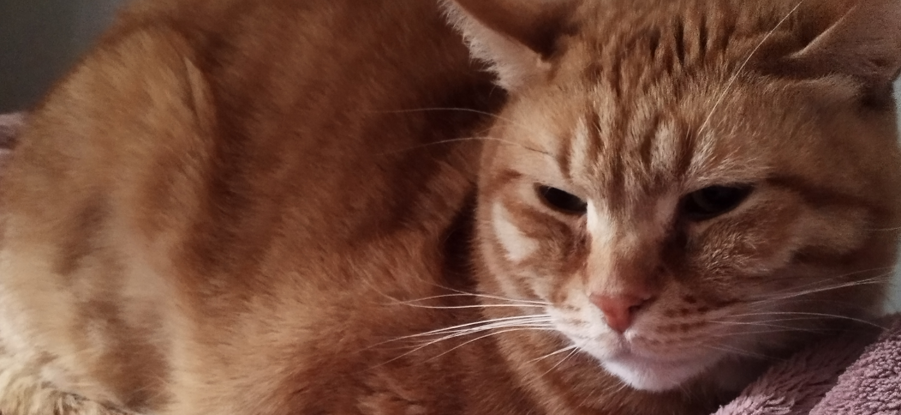 Фото питомца: кот Персей переехал