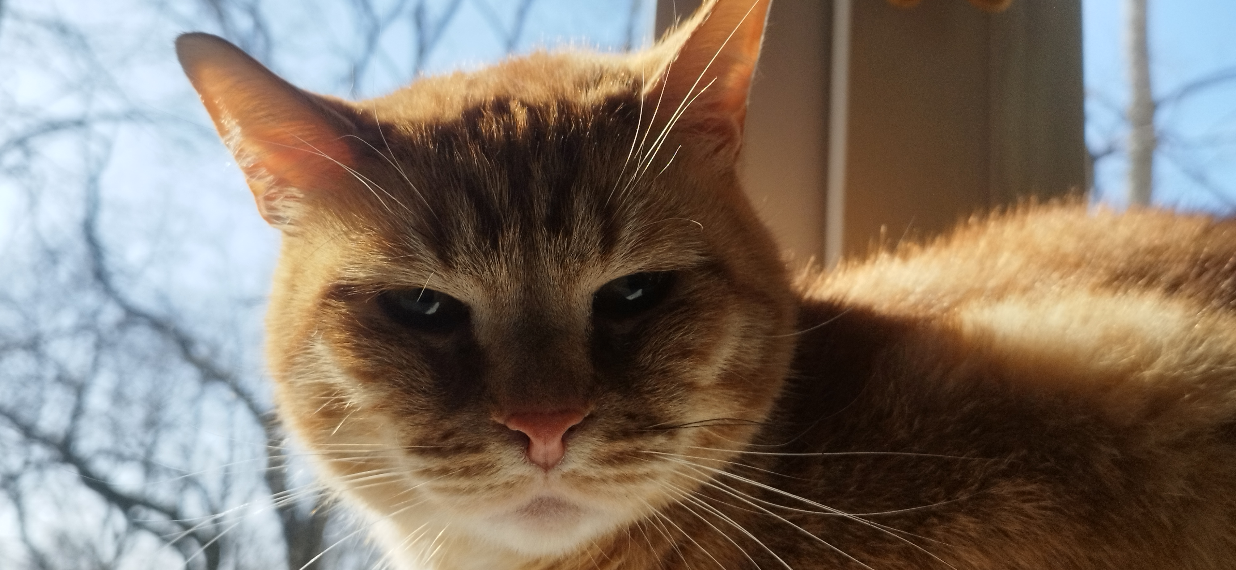 Фото питомца: кот Персей поздравляет всех женщин с 8 марта