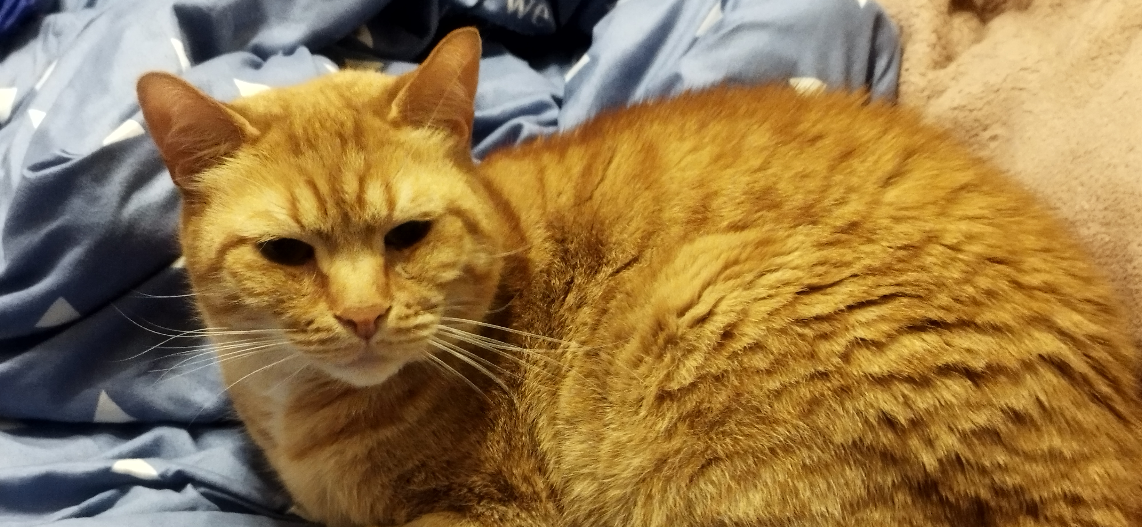 Фото питомца: кот Персей смотрит без осуждения