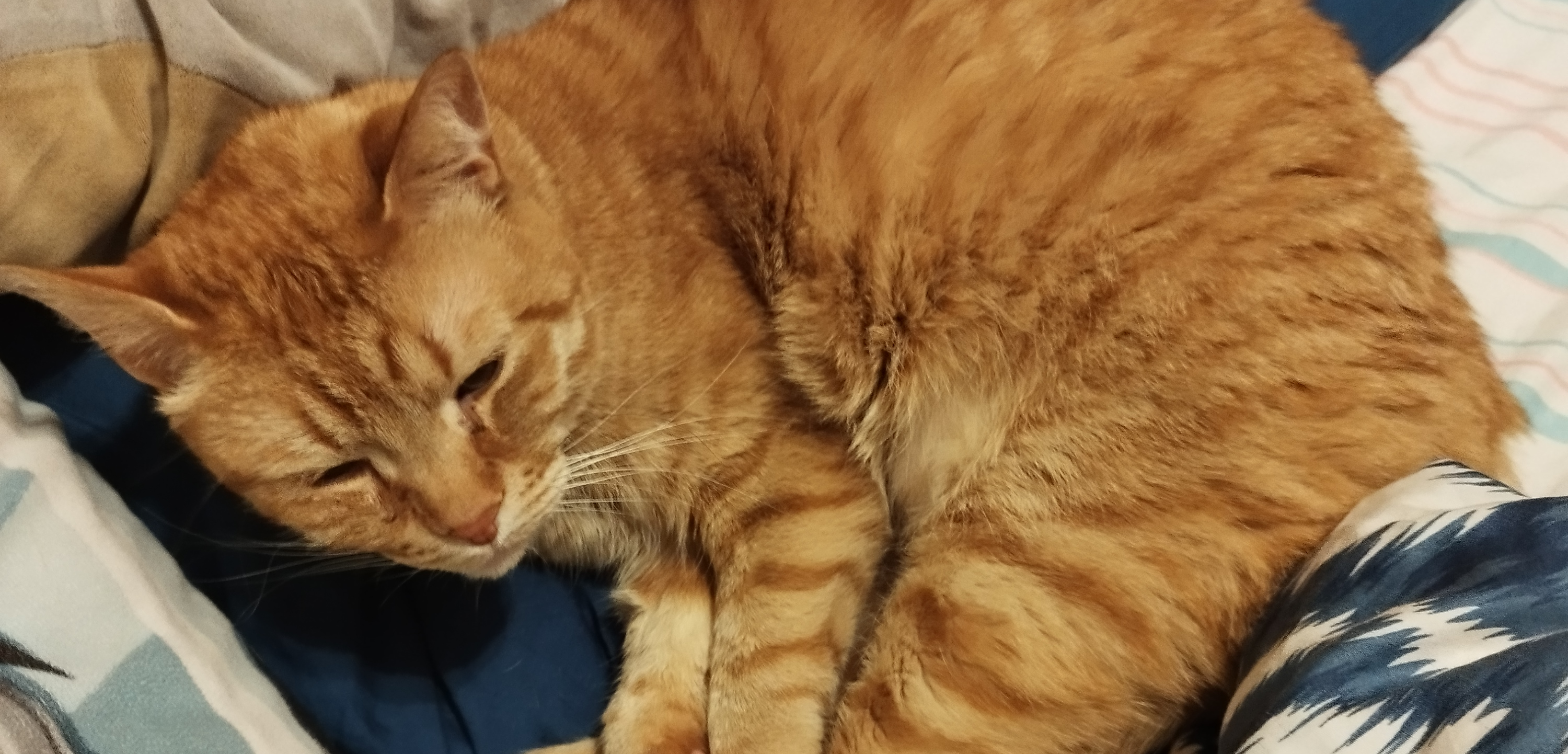 Фото питомца: кот Персей спит на диване