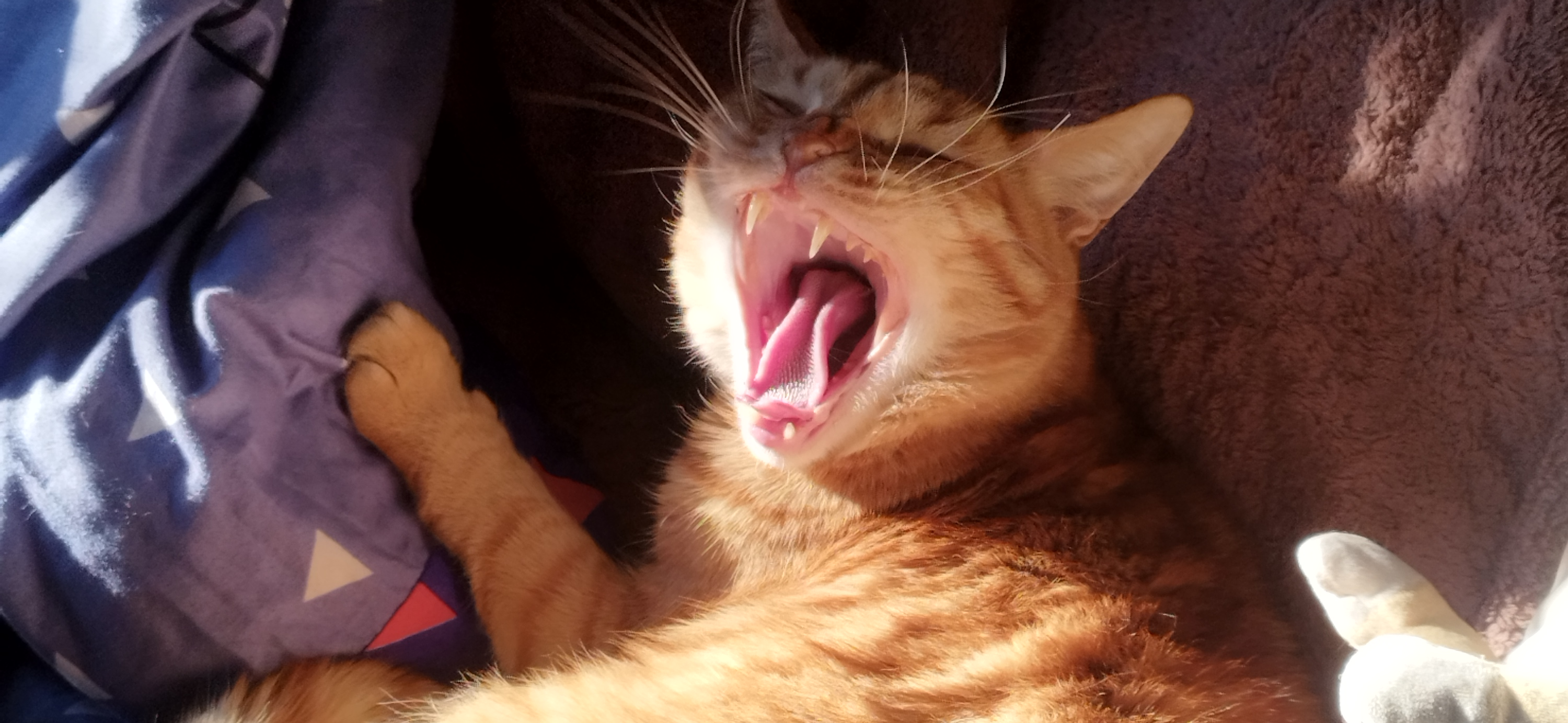 Фото питомца: кот Персей занял кровать