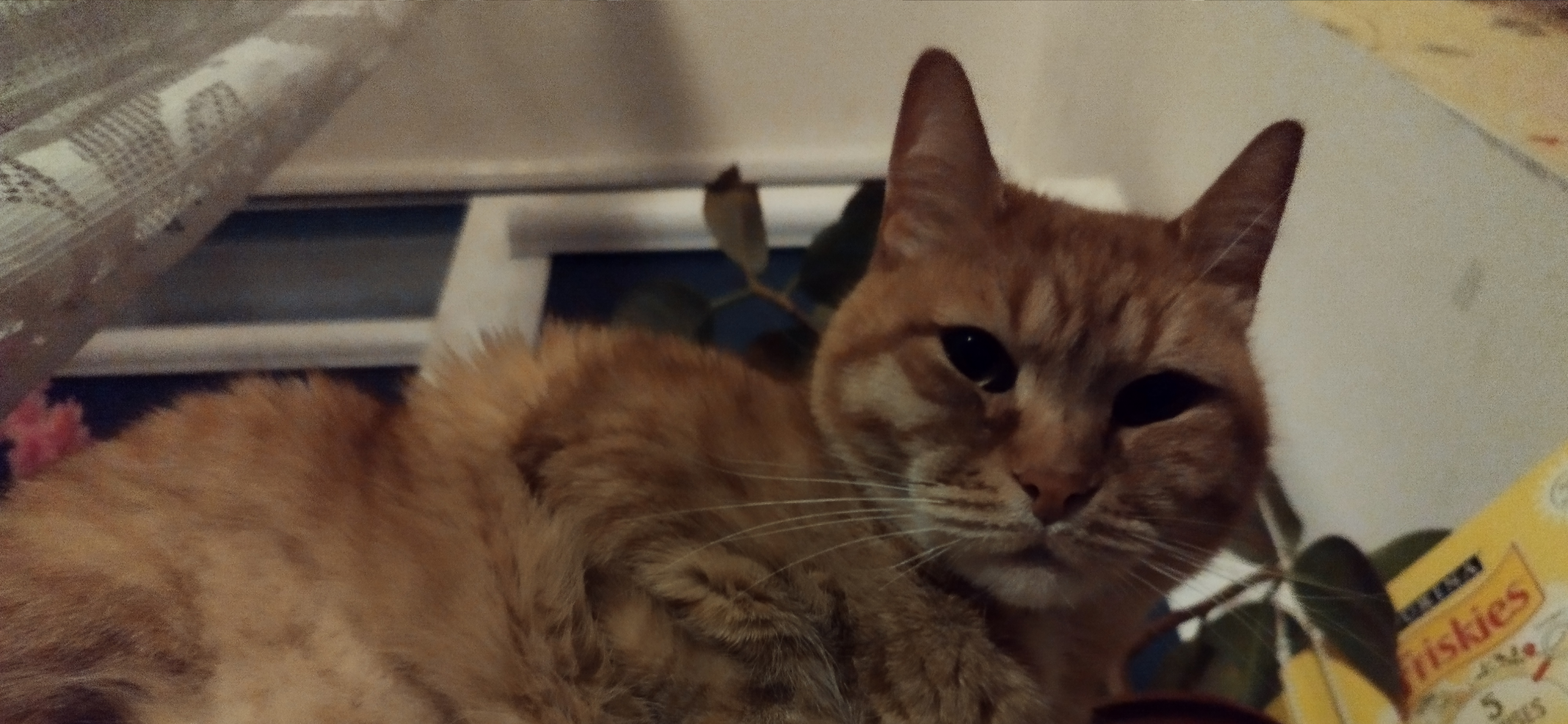 Фото питомца: кот Персей желает своей стае спокойной ночи