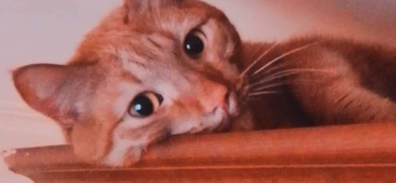 Фото питомца: кот Персик наслаждается жизнью