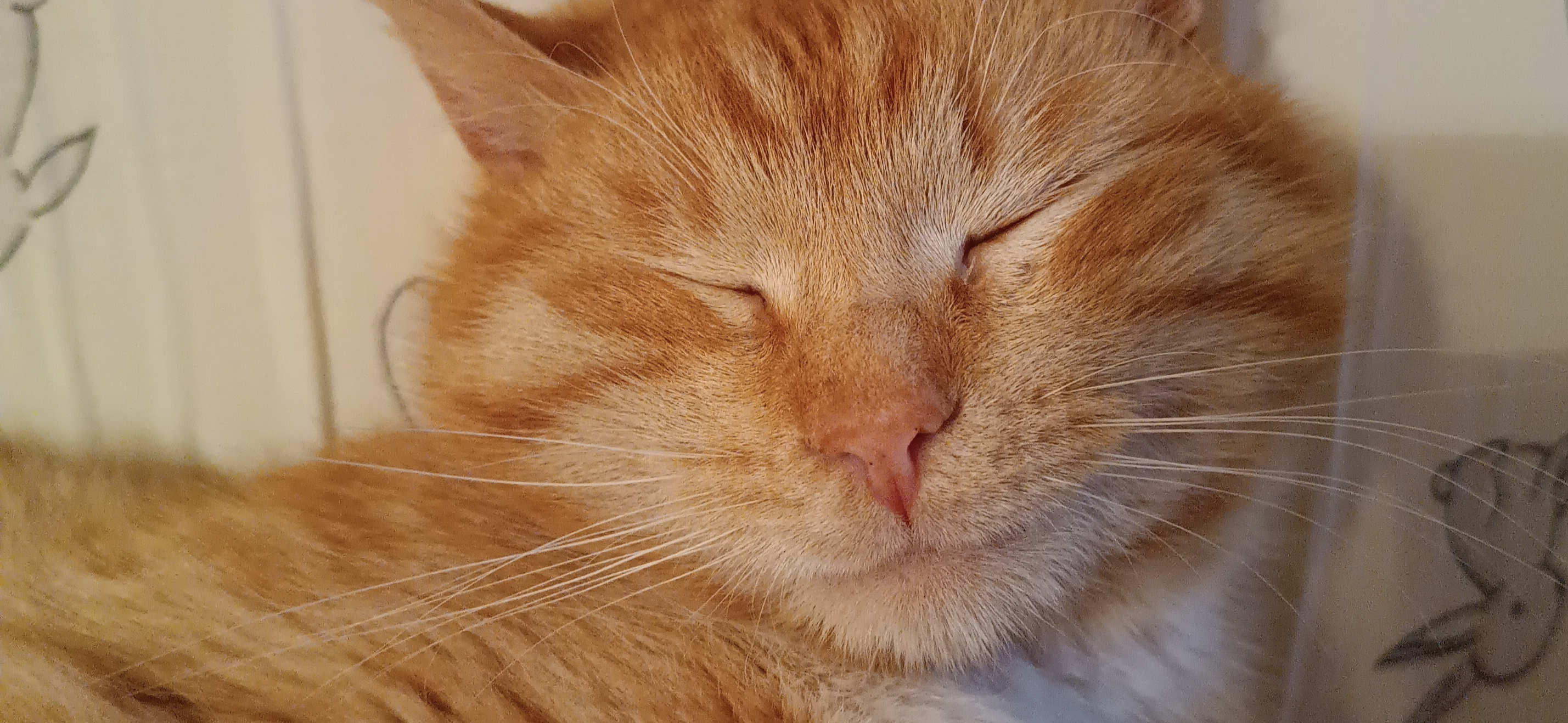 Мы забрали из приюта бывшеуличного кота Персика и пытаемся завоевать его доверие